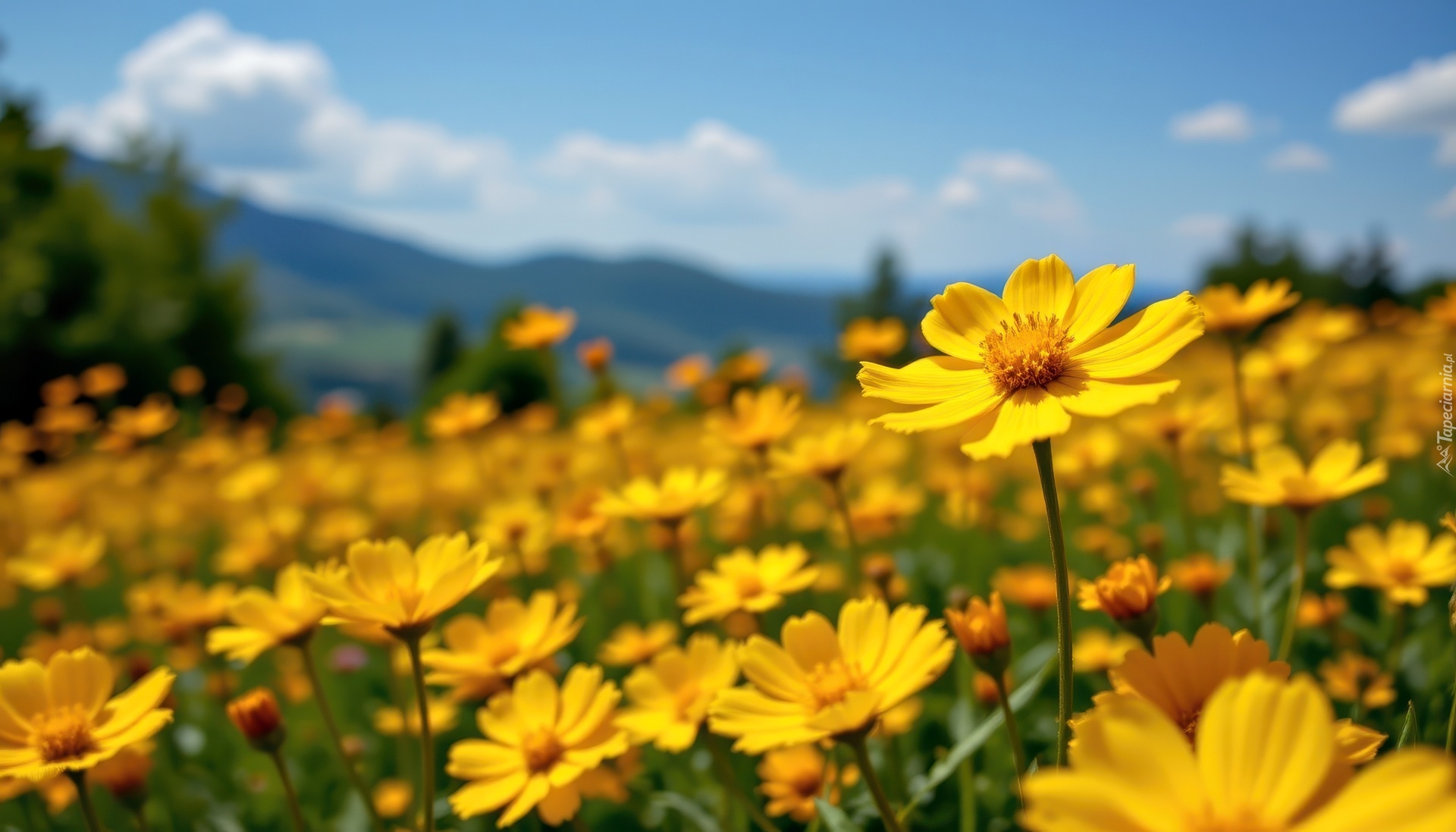 Żółte, Kwiaty, Łąka, Grafika AI