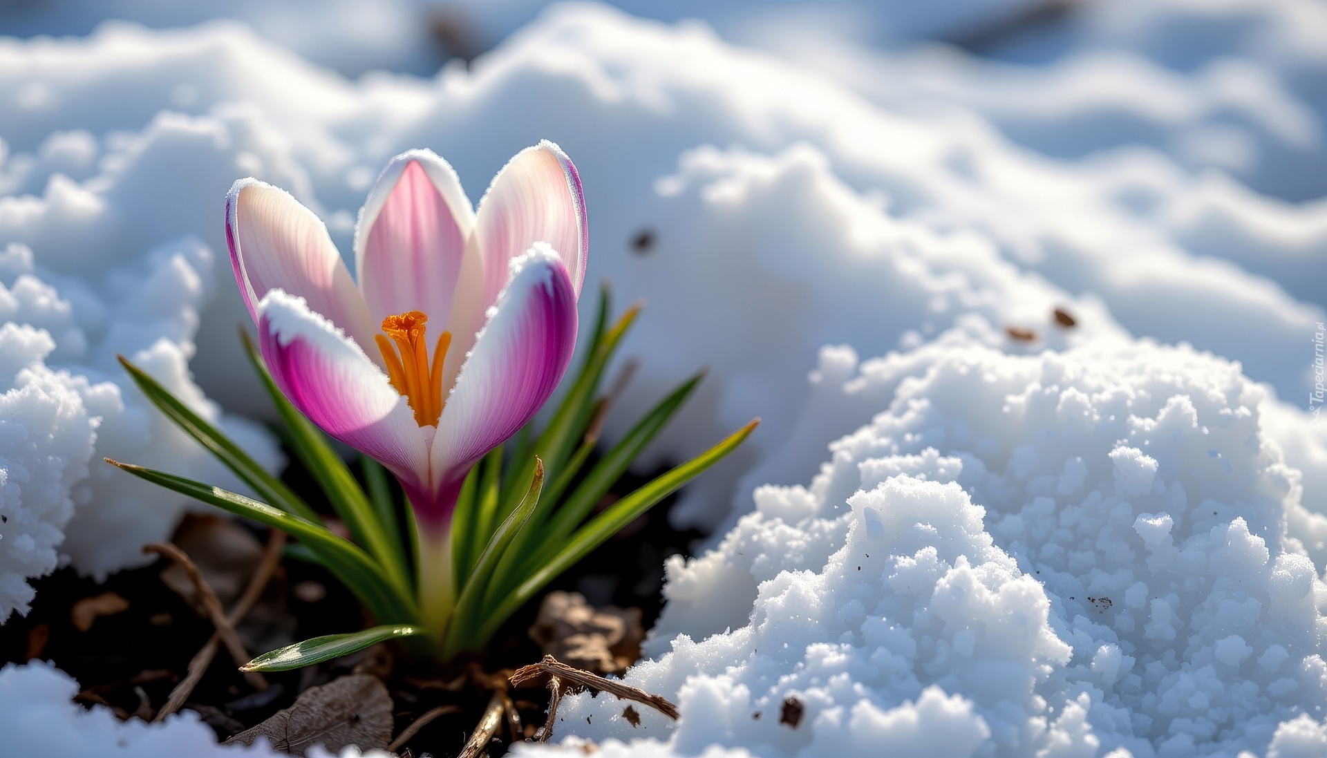 Krokus, Kwiat, Śnieg, Grafika AI