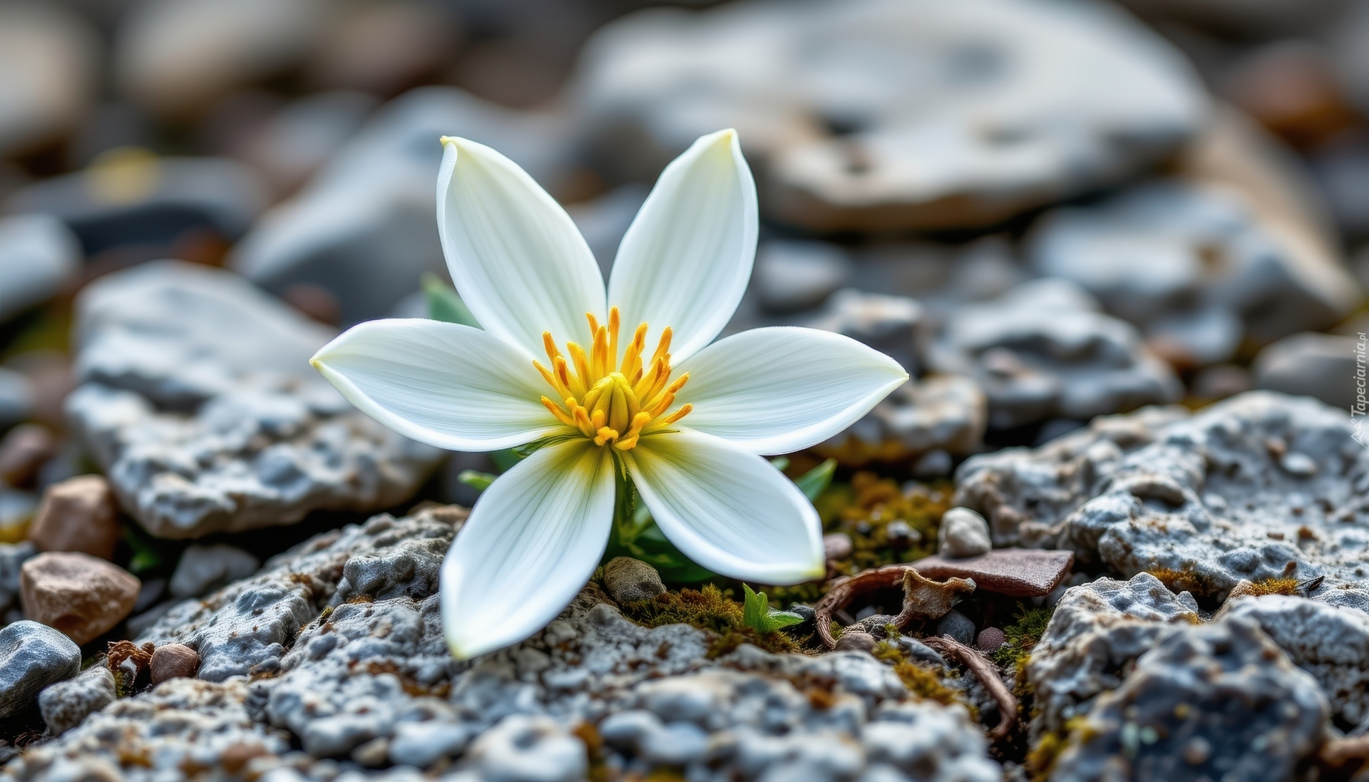 Biały, Kwiat, Kamienie