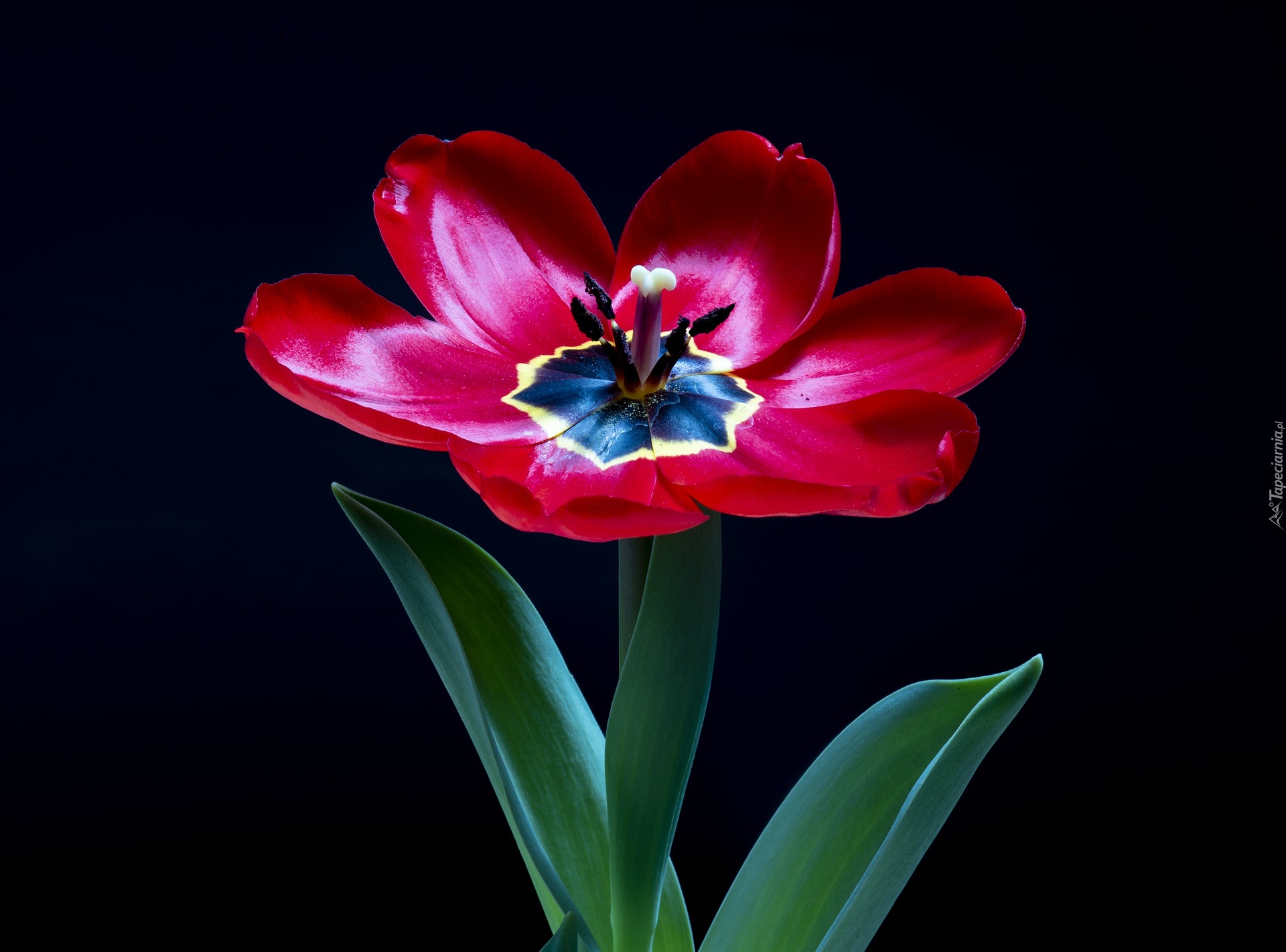 Kwiat, Czerwony, Tulipan, Zbliżenie