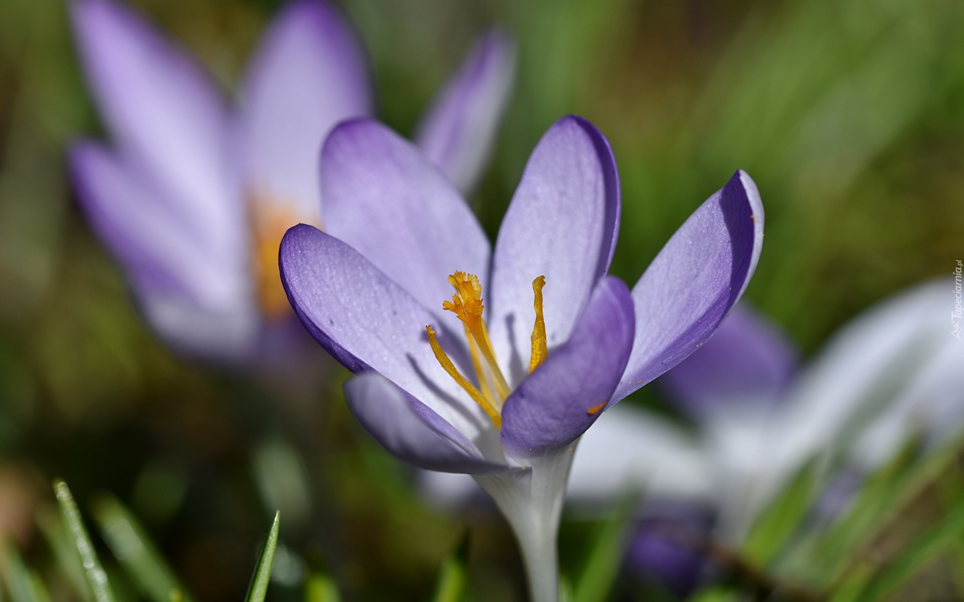 Krokus, Fioletowy, Kwiat, Pomarańczowe, Pręciki