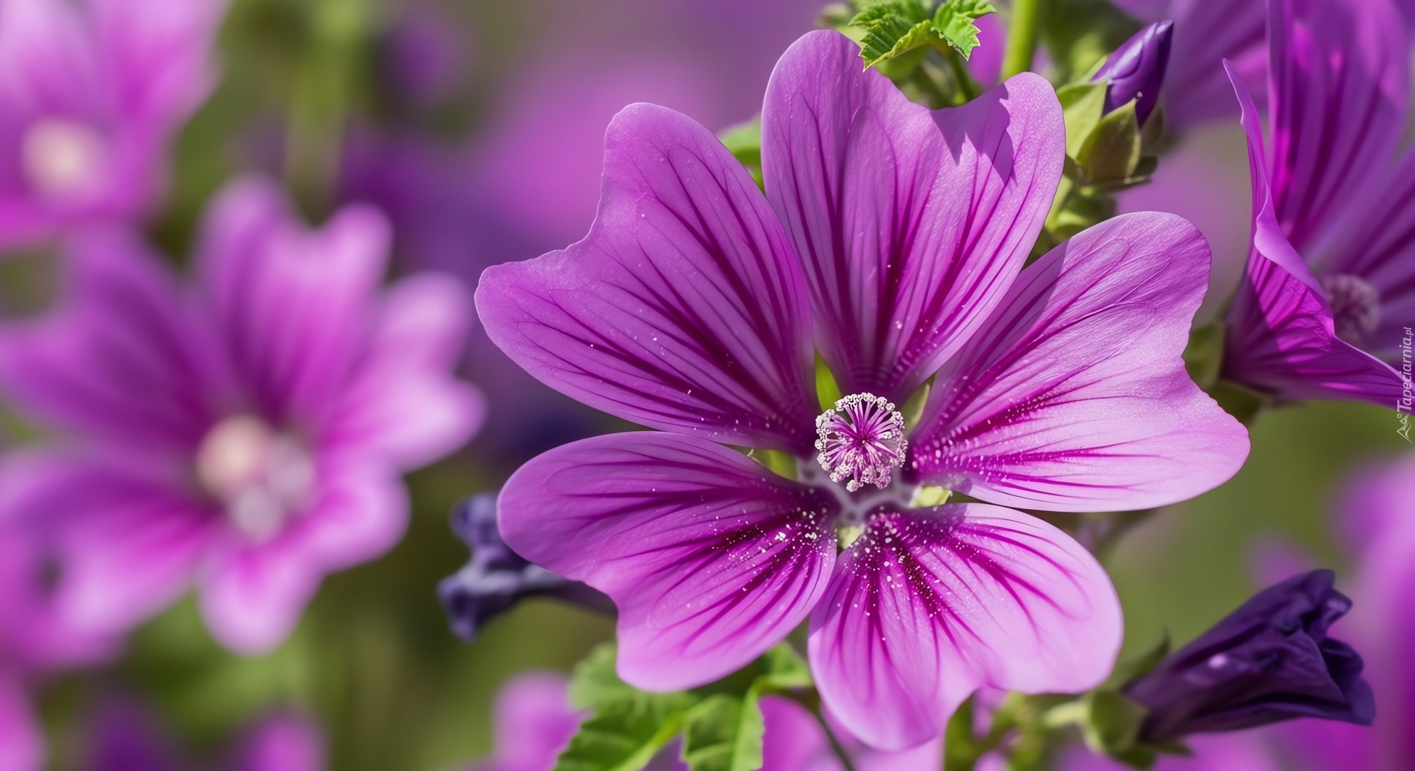 Fioletowy, Kwiat, Zbliżenie, Grafika AI