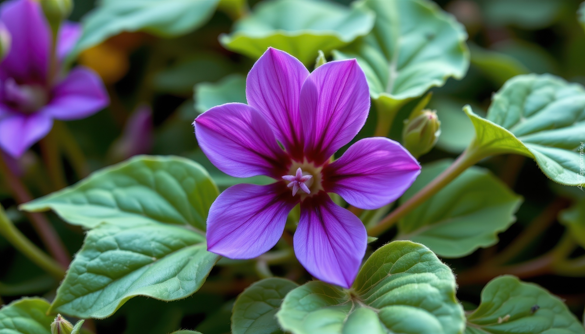 Fioletowy, Kwiat, Liście, Grafika AI