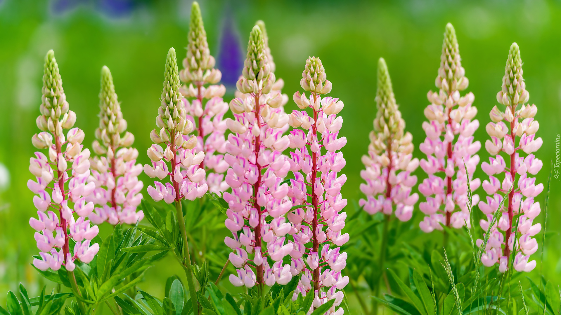 Jasnoróżowy, Łubin