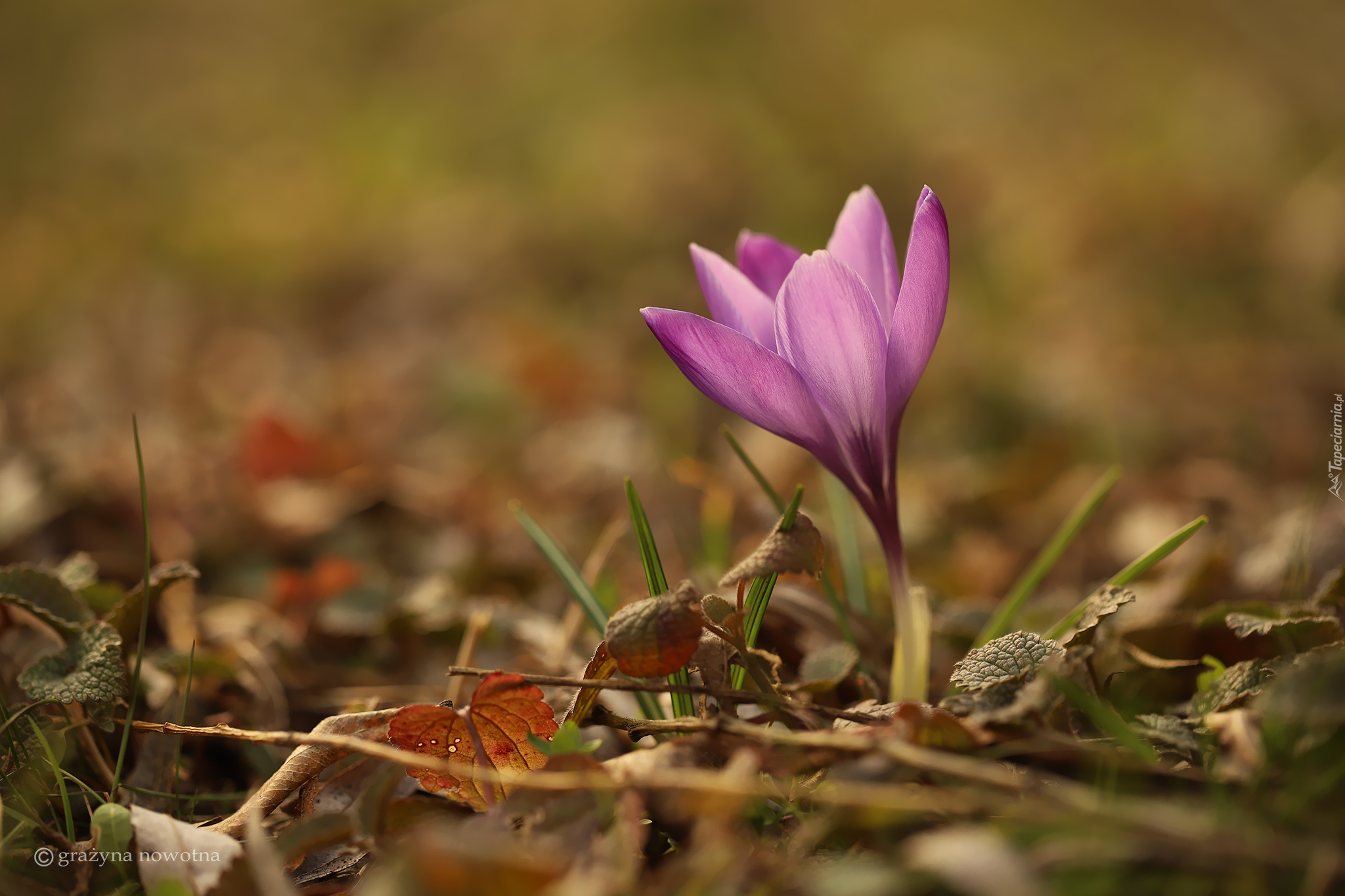 Fioletowy, Krokus, Kwiat, Rozwinięty