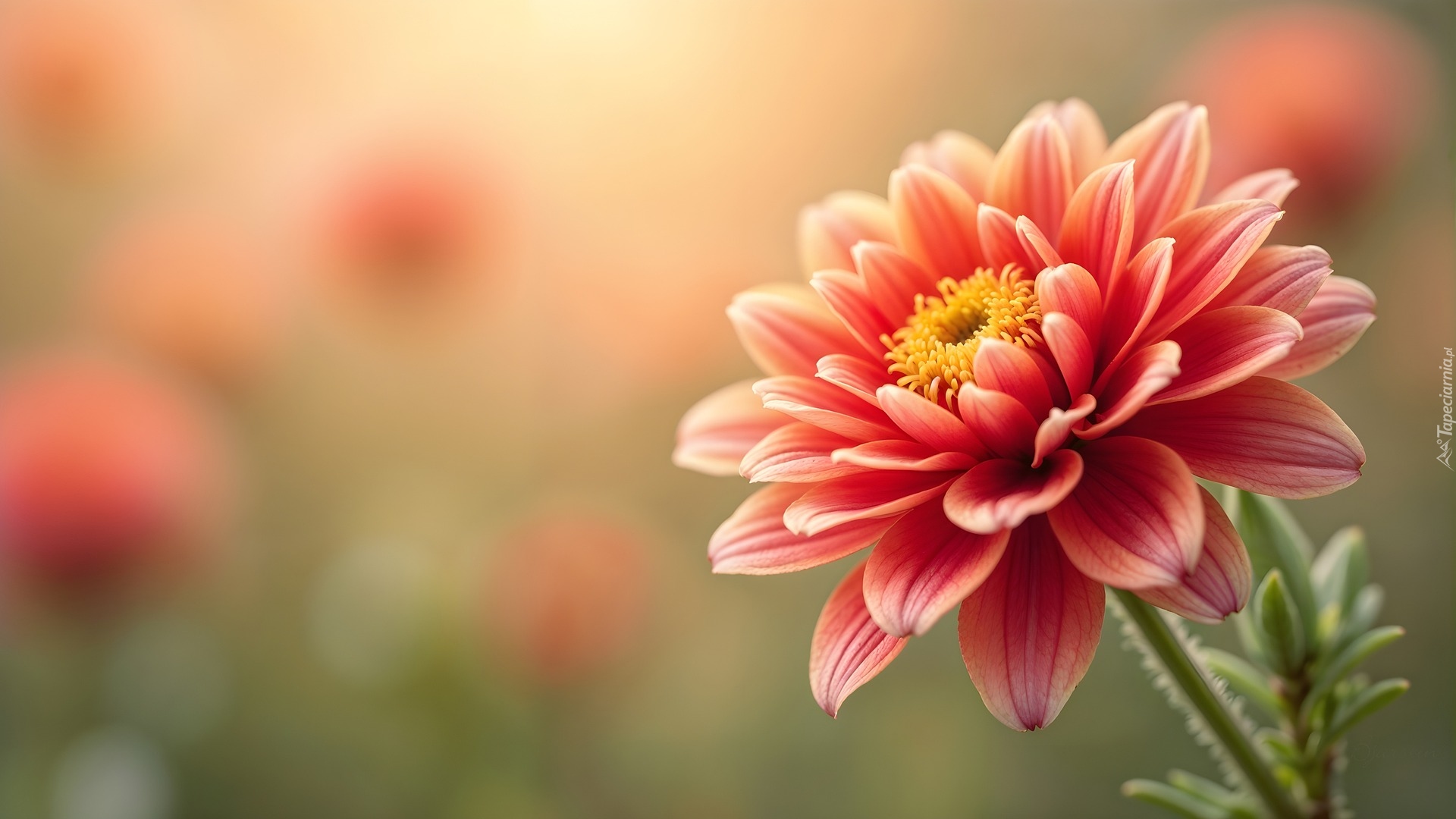 Rozkwitnięty, Kwiat, Rozmyte tło