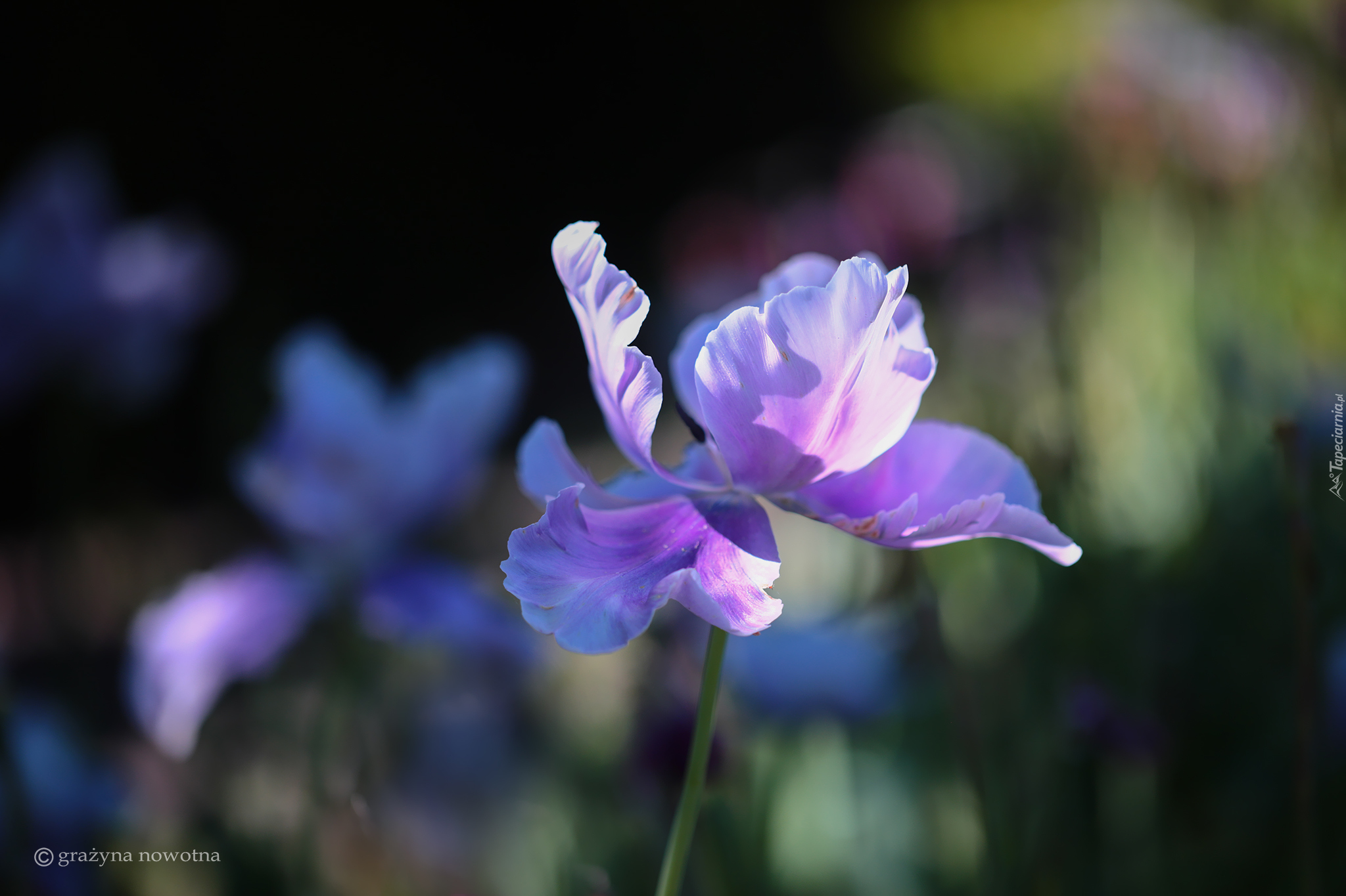 Różowo-fioletowy, Tulipan, Kwiat