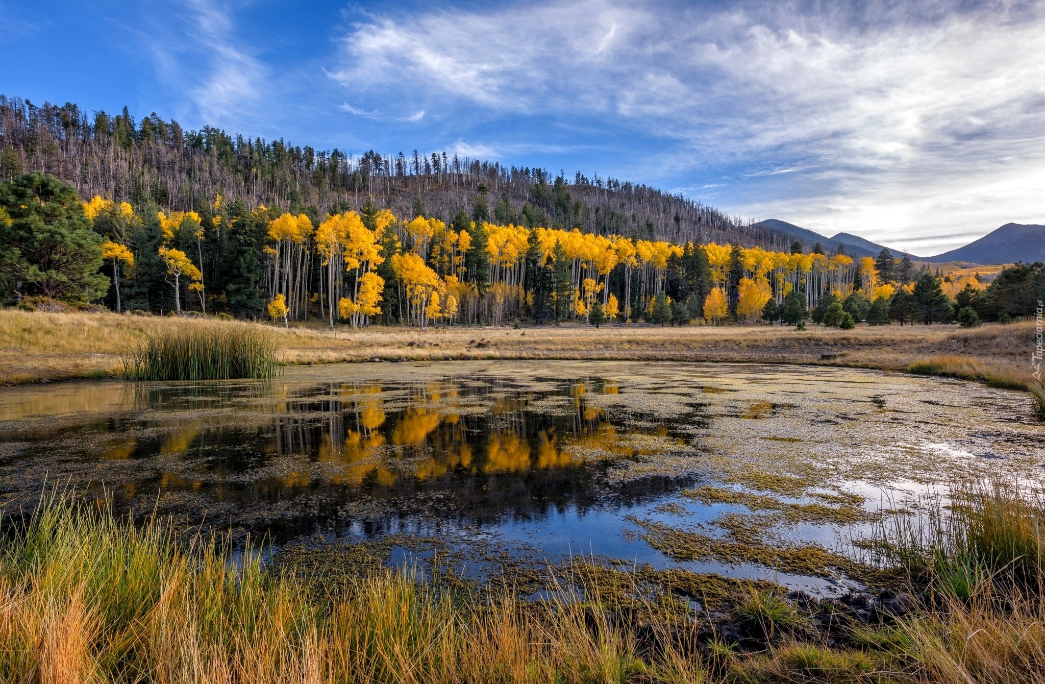 Stany Zjednoczone, Stan Arizona, Hrabstwo Coconino, Wzgórza San Francisco Peaks, Kemping Lockett Meadow, Jesień, Drzewa, Rozlewisko, Trawy