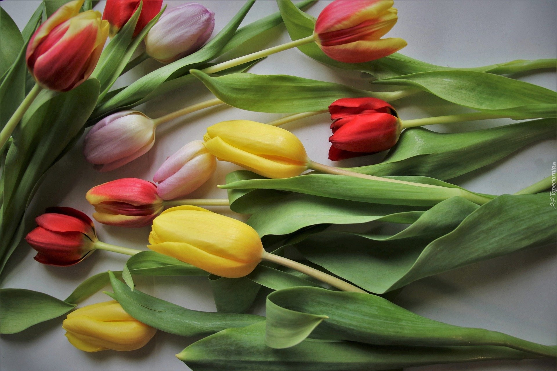 Rozłożone, Kwiaty, Kolorowe, Tulipany