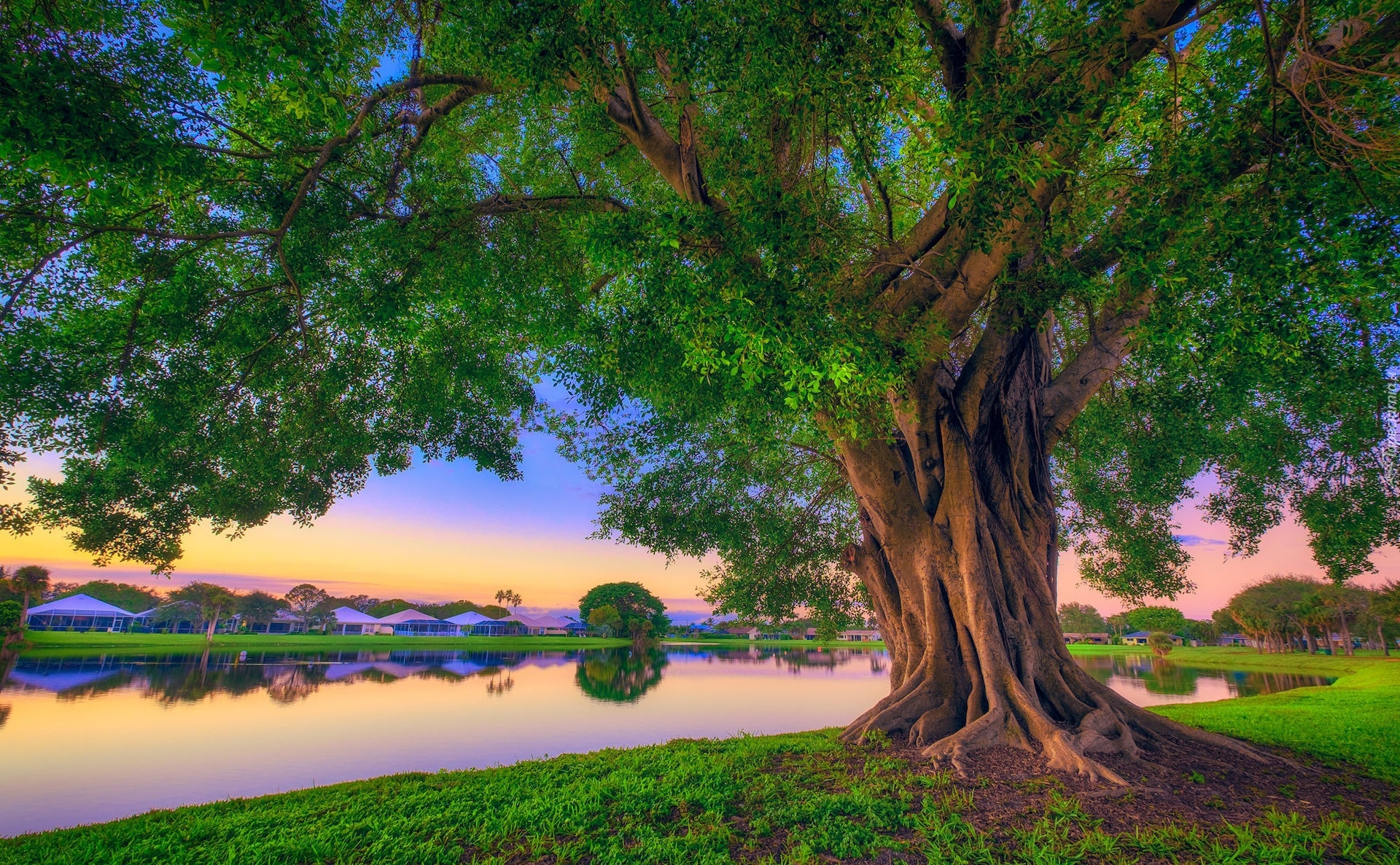 Stany Zjednoczone, Floryda, Palm Beach Gardens, Park Stanowy Lake Catherine, Drzewo, Jezioro