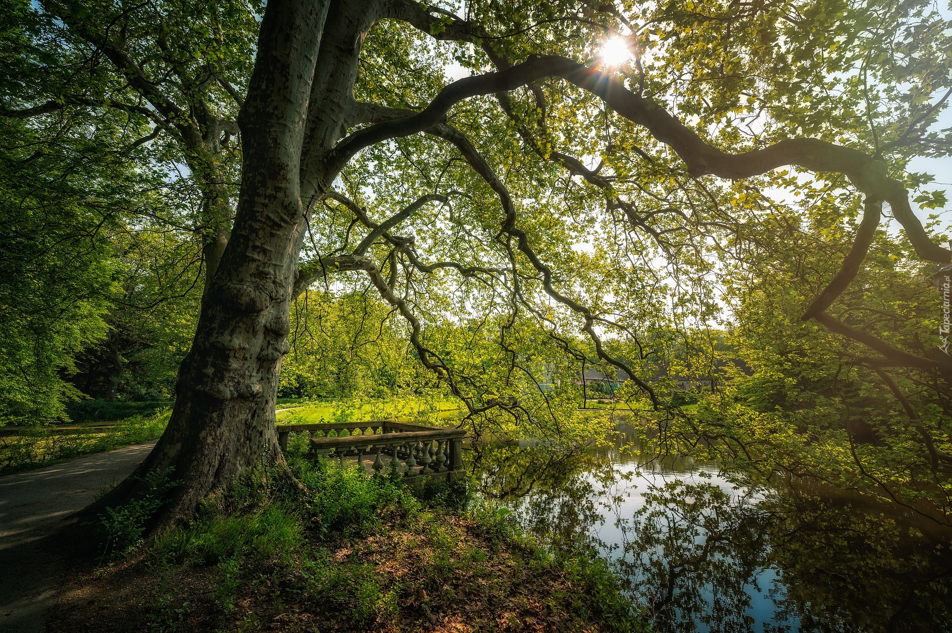 Park, Staw, Drzewa, Rozłożyste, Drzewo