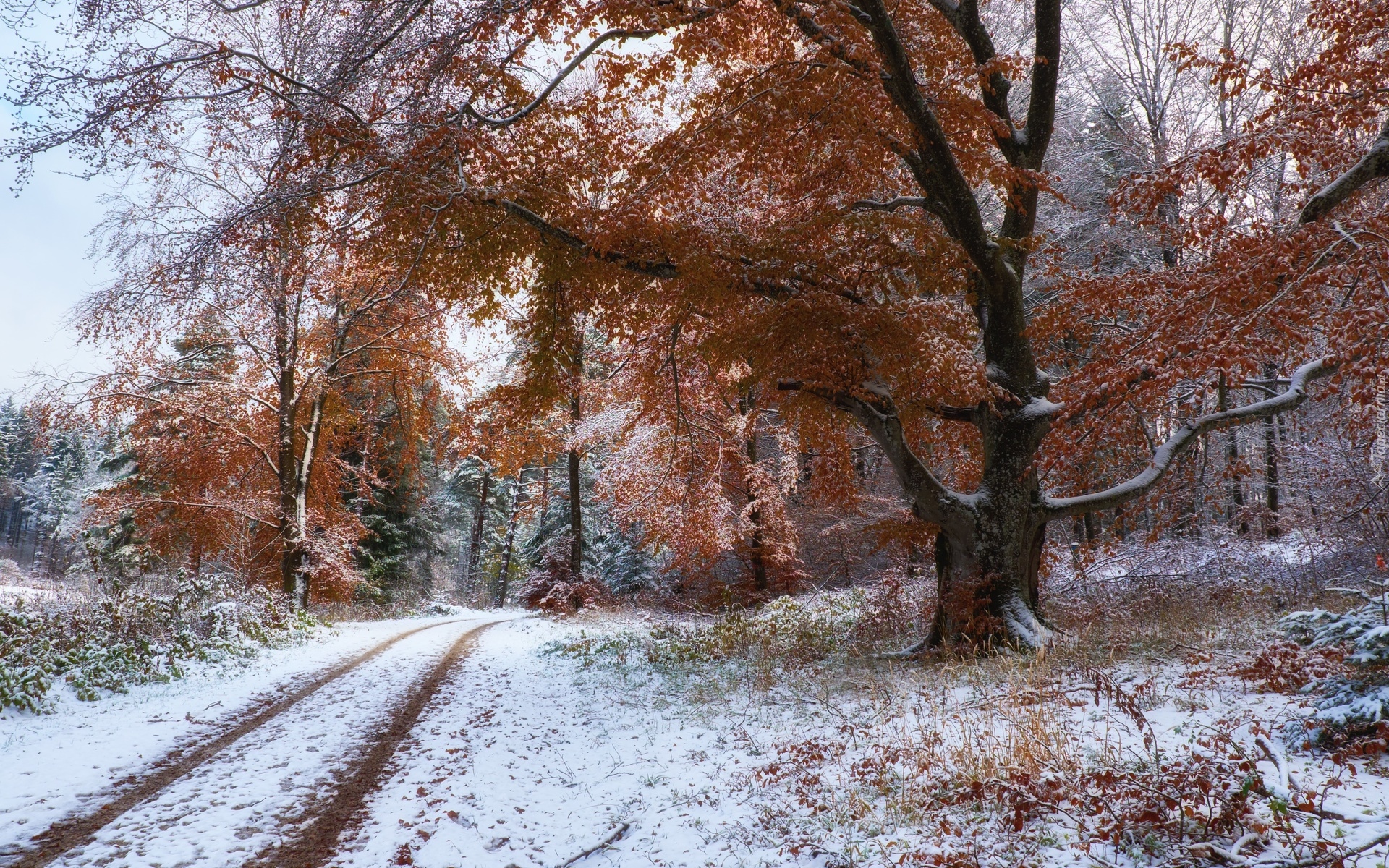Jesień, Śnieg, Las, Drzewa, Droga