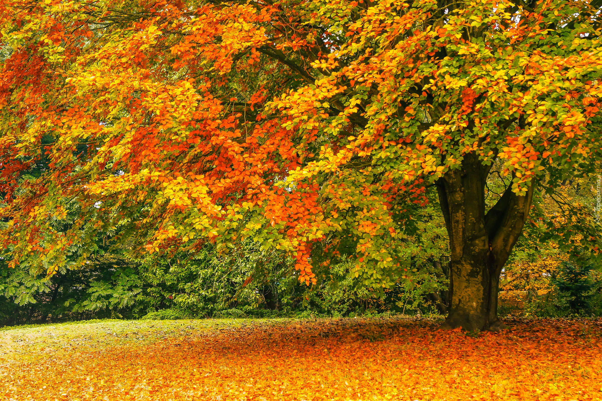 Drzewo, Kolorowe, Liście, Polana, Jesień