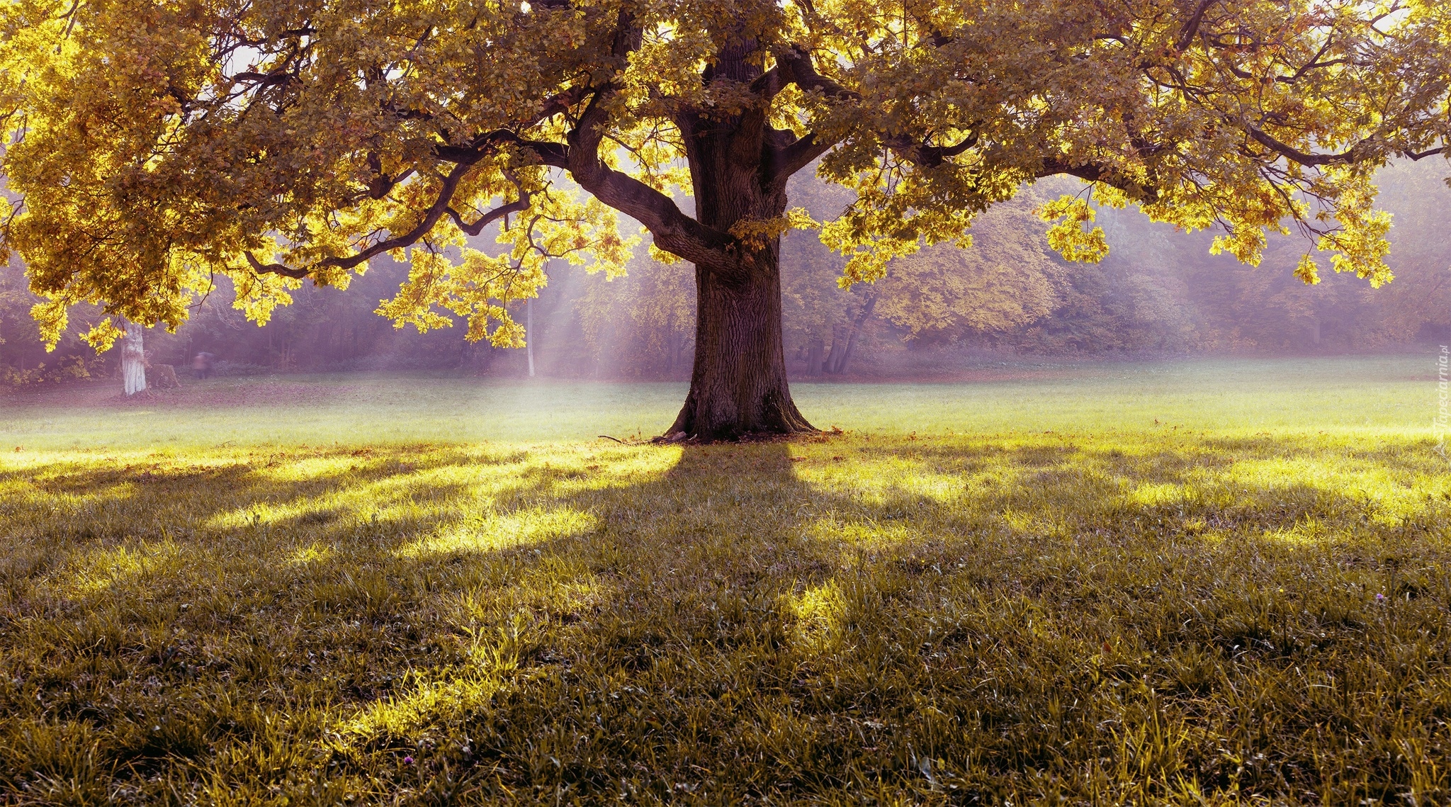 Drzewo, Trawnik, Jesień