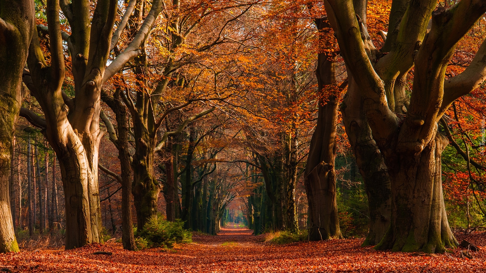 Las, Drzewa, Droga, Jesień, Liście
