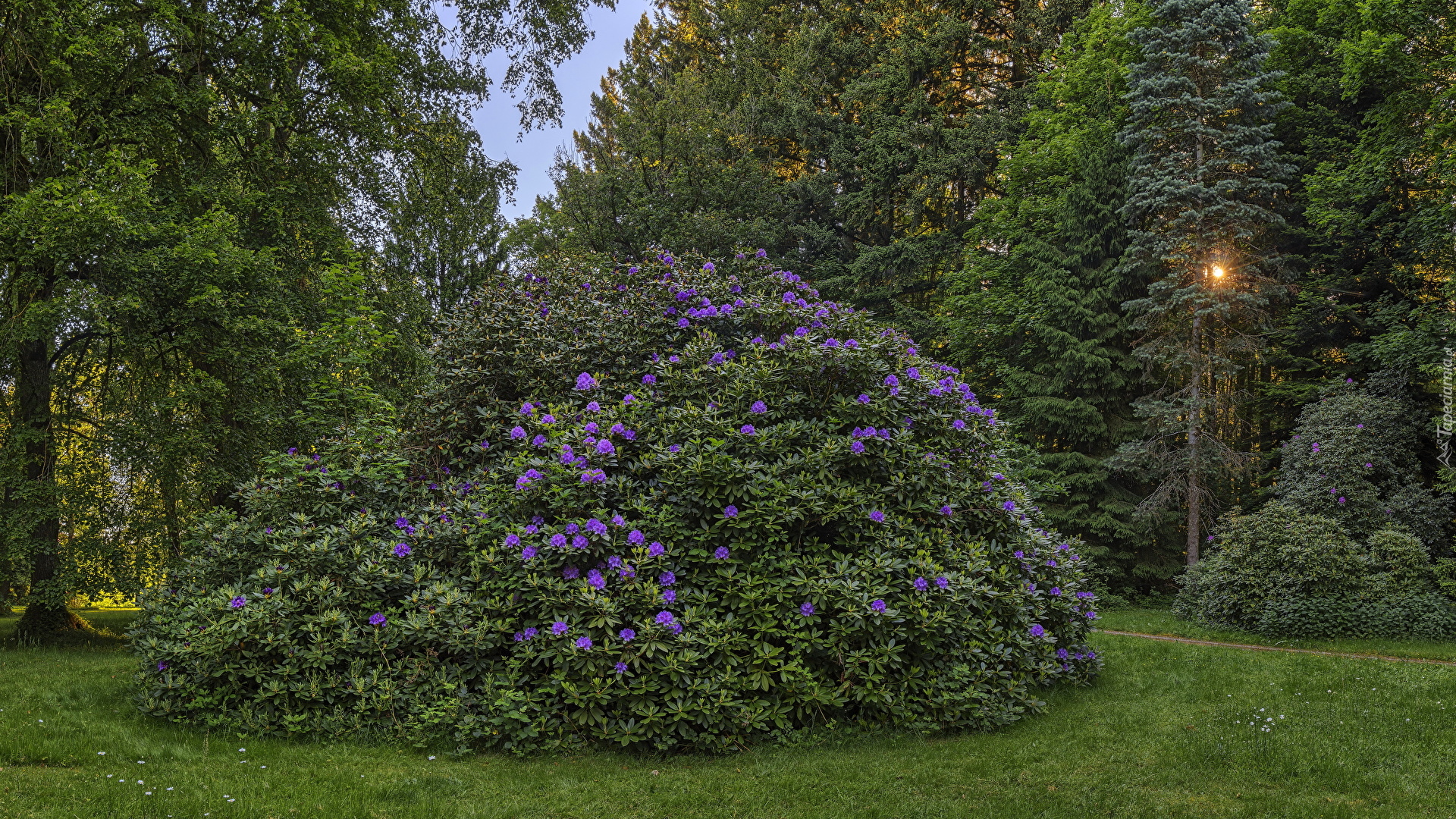 Park, Drzewa, Różanecznik, Rhododendron, Ścieżka, Promienie słońca