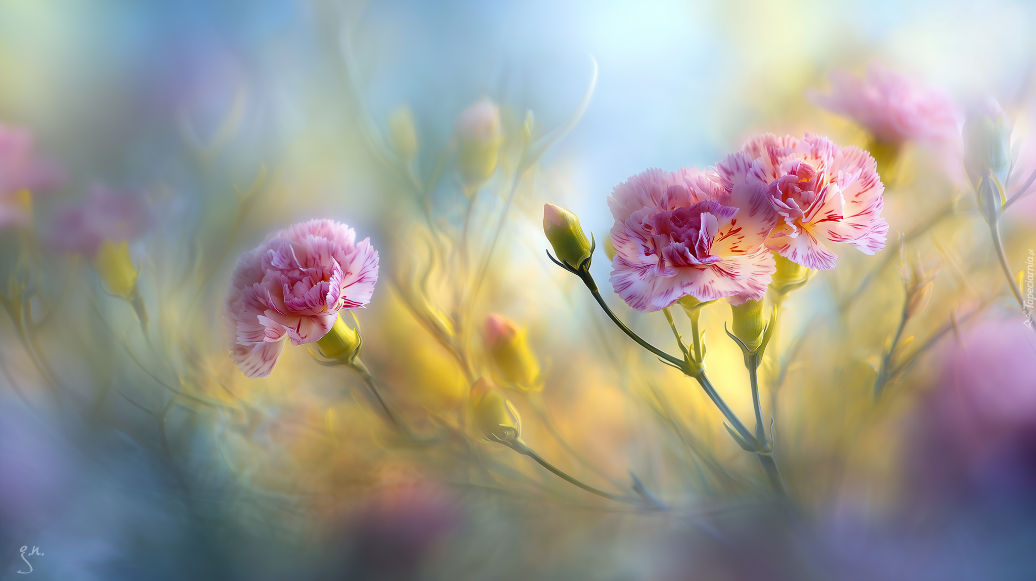 Goździki, Różowe, Kwiaty, Grafika AI