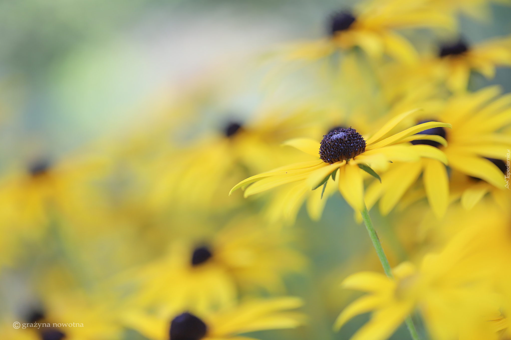 Rudbekia, Żółty, Kwiat, Zbliżenie