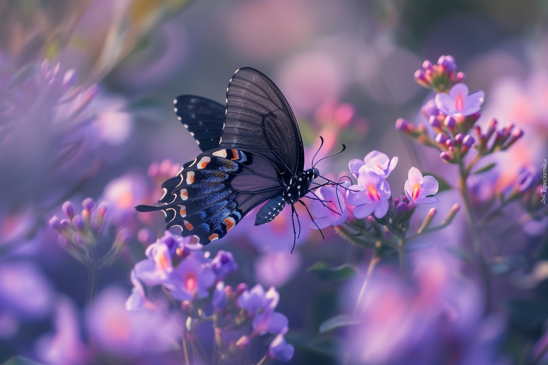 Rozmyte T o I Motyl Na Liliowych Kwiatach