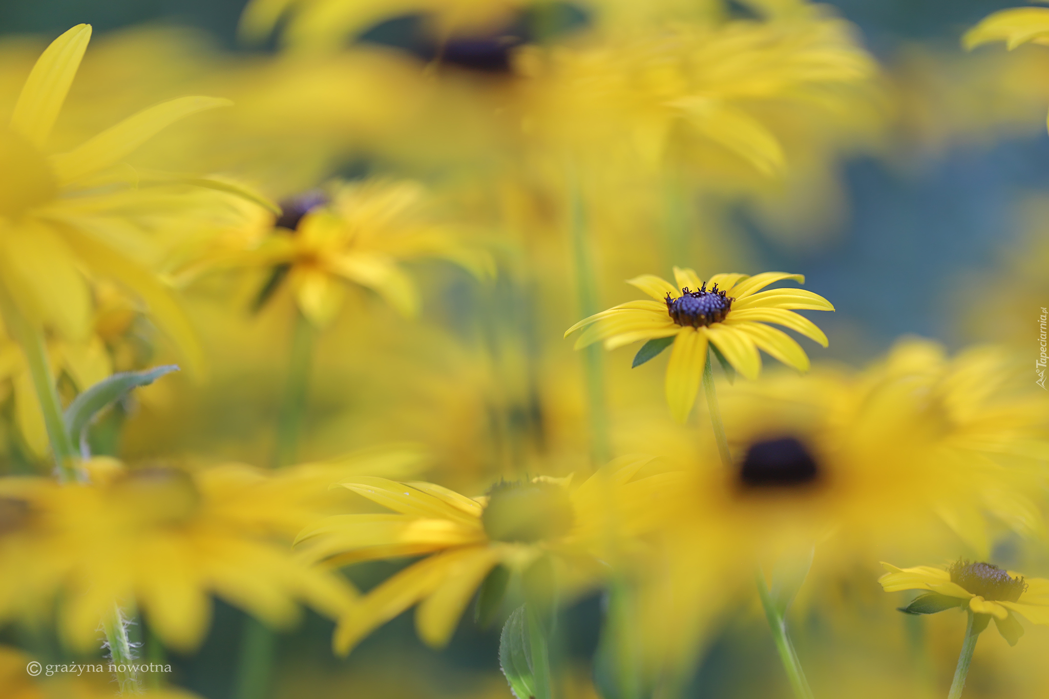 Rudbekia, Żółte, Kwiaty, Rozmycie