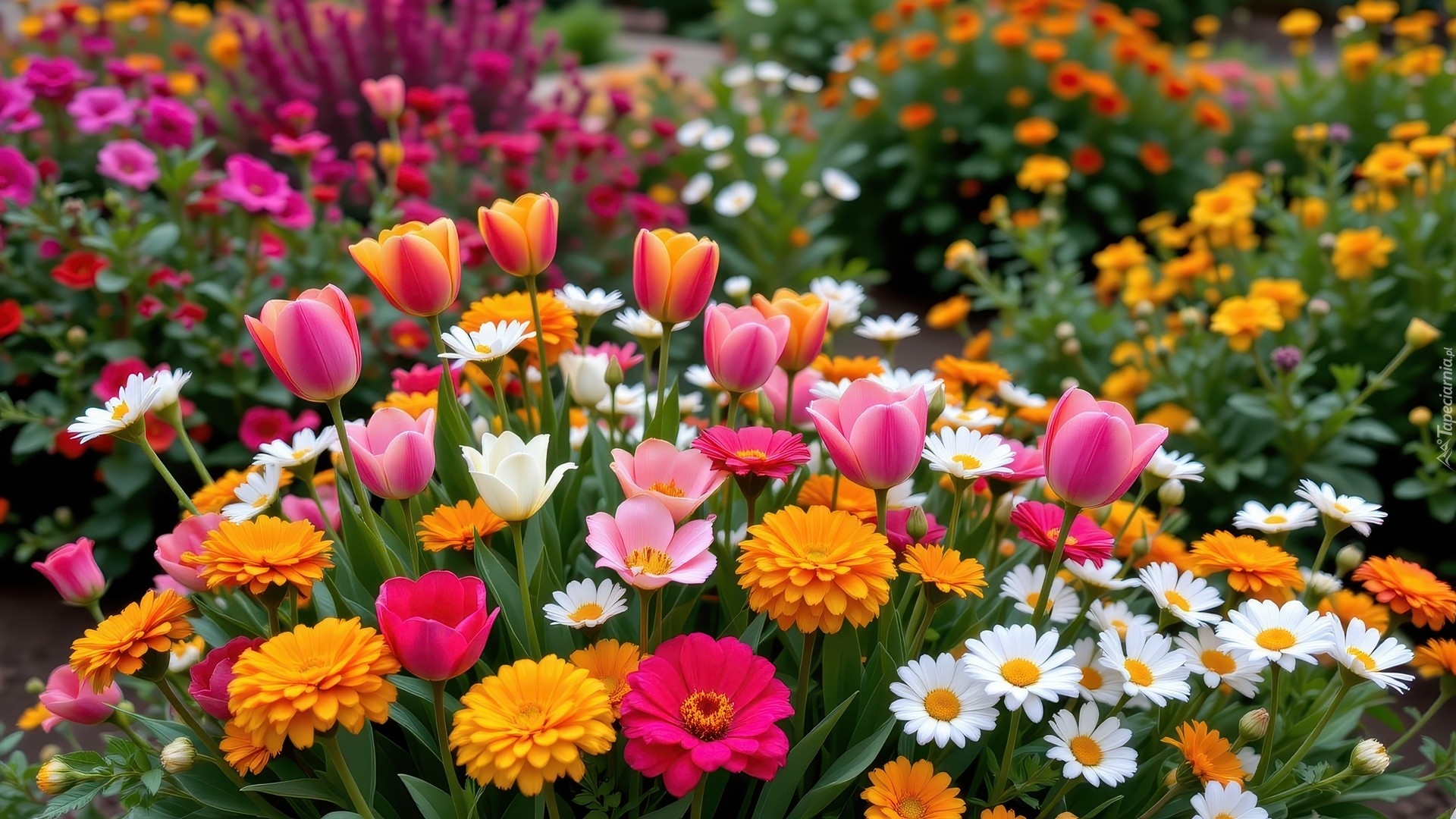 Białe, Różowe, Pomarańczowe, Kwiaty