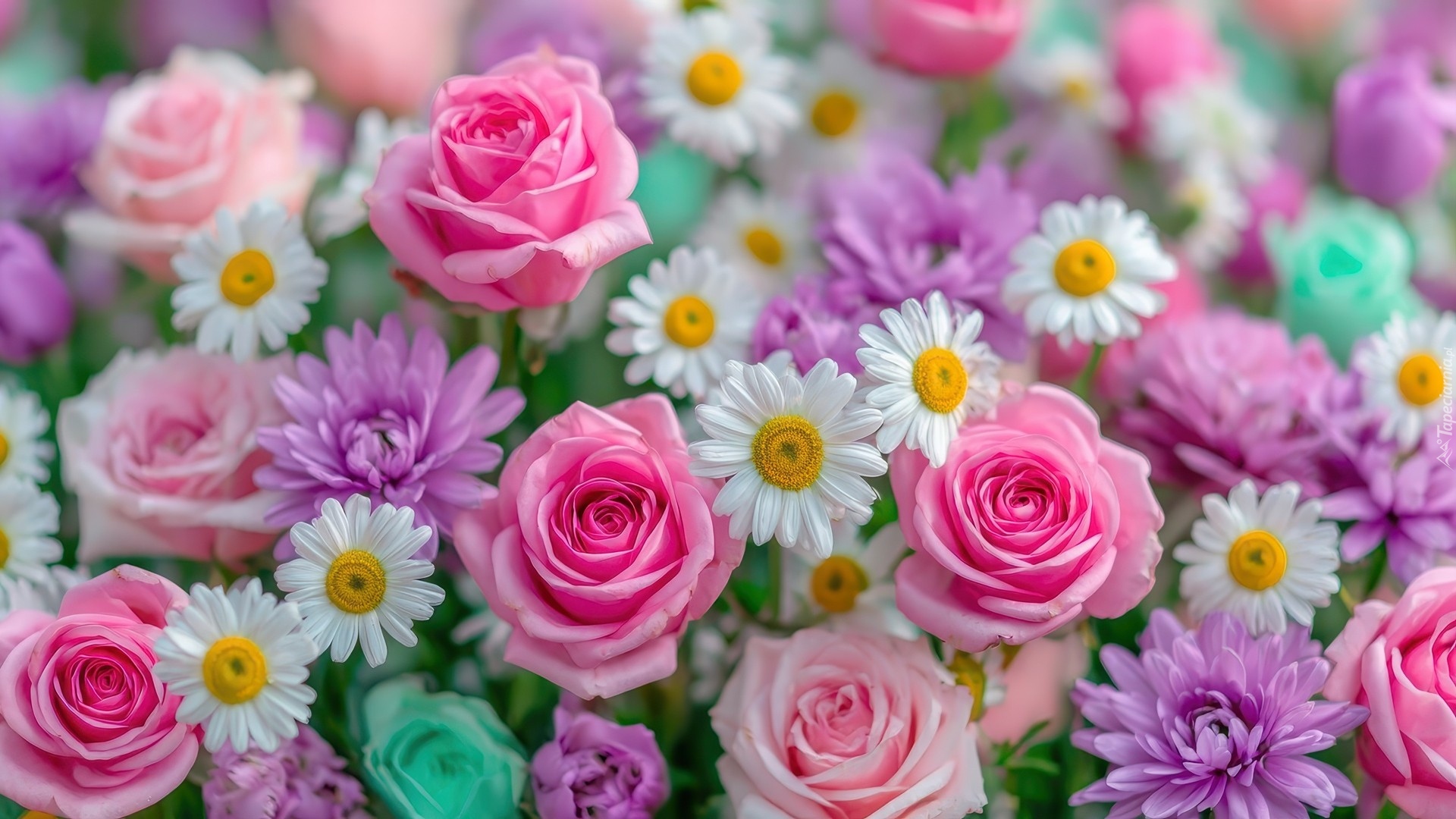 Kwiaty, Różowe, Róże, Białe, Stokrotki, Fioletowe, Astry
