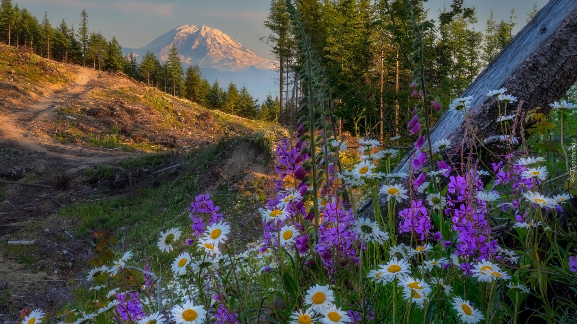 Kwiaty, Drzewa, Góry, Szczyt West Tiger, Stan Waszyngton, Stany Zjednoczone