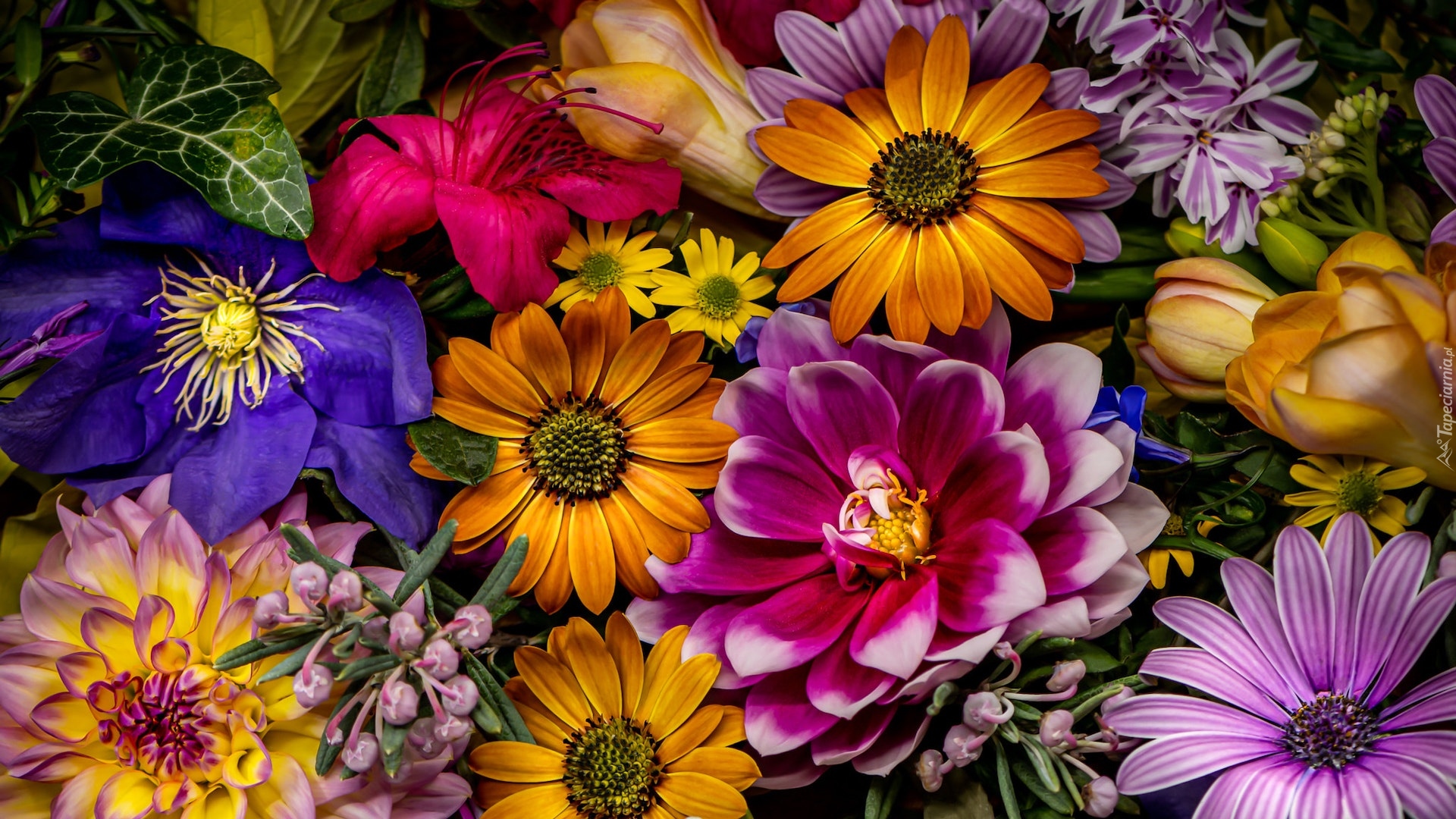 Kwiaty, Kolorowe, Stokrotki afrykańskie, Dalie