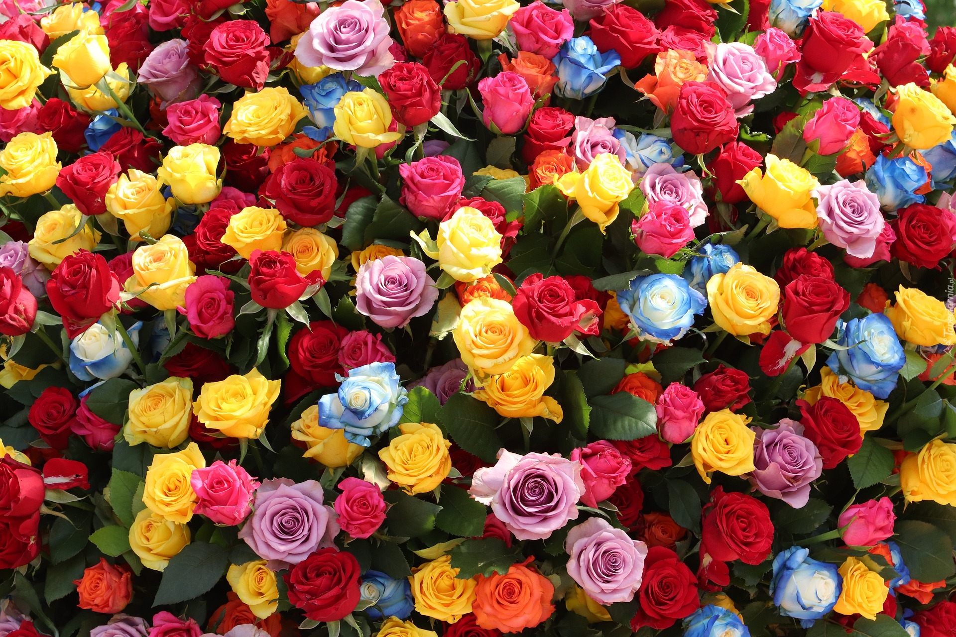 Bukiet, Kwiaty, Róże, Kolorowe