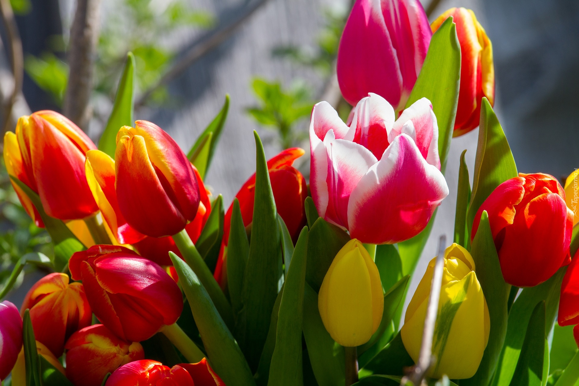 Tulipany, Kolorowe, Kwiaty, Zbliżenie