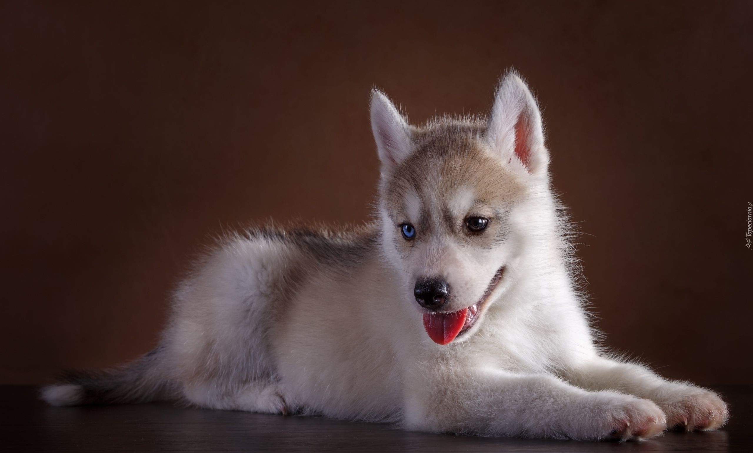 Pies, Siberian Husky, Szczeniak