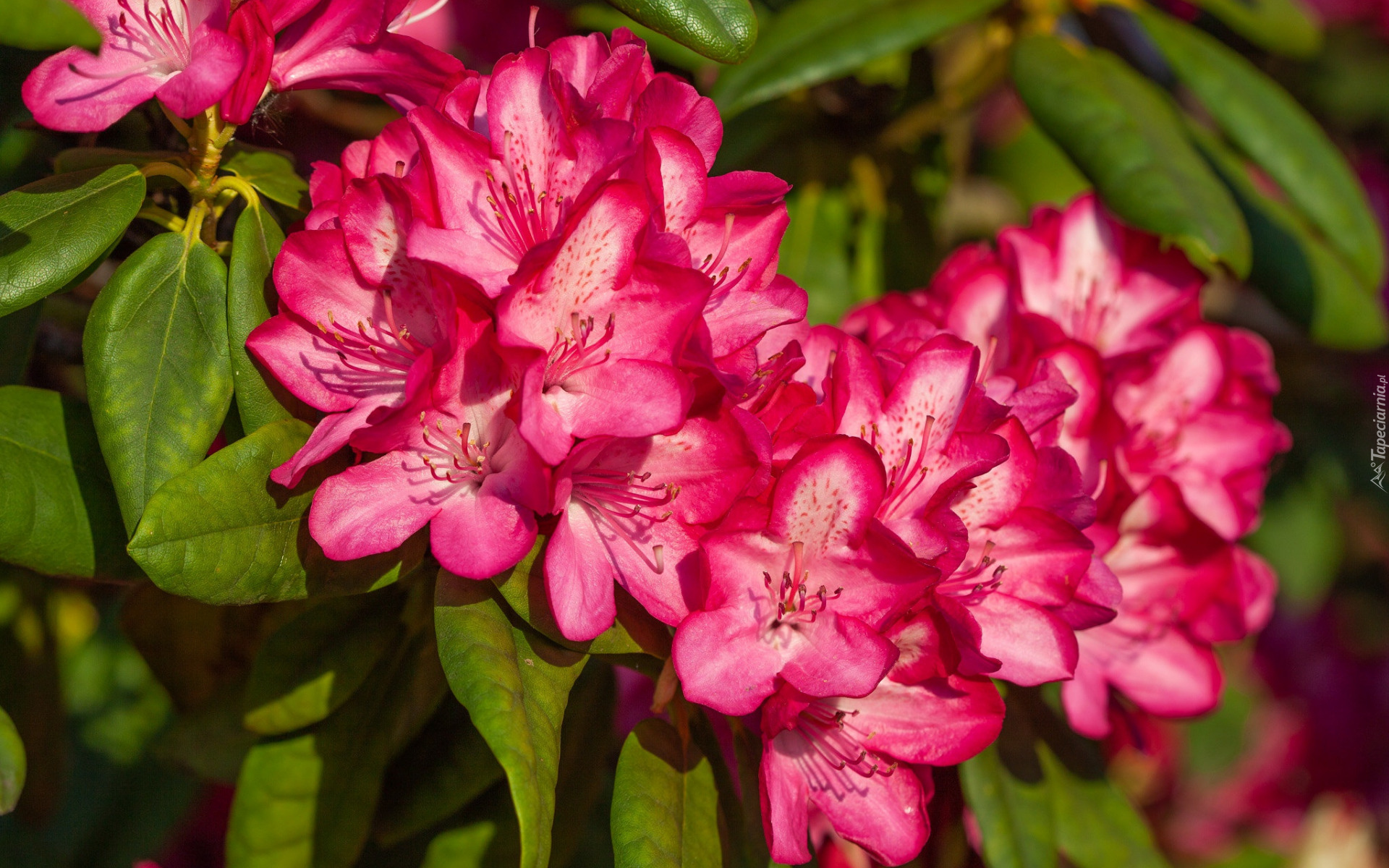 Różowa, Azalia, Rododendron, Krzew