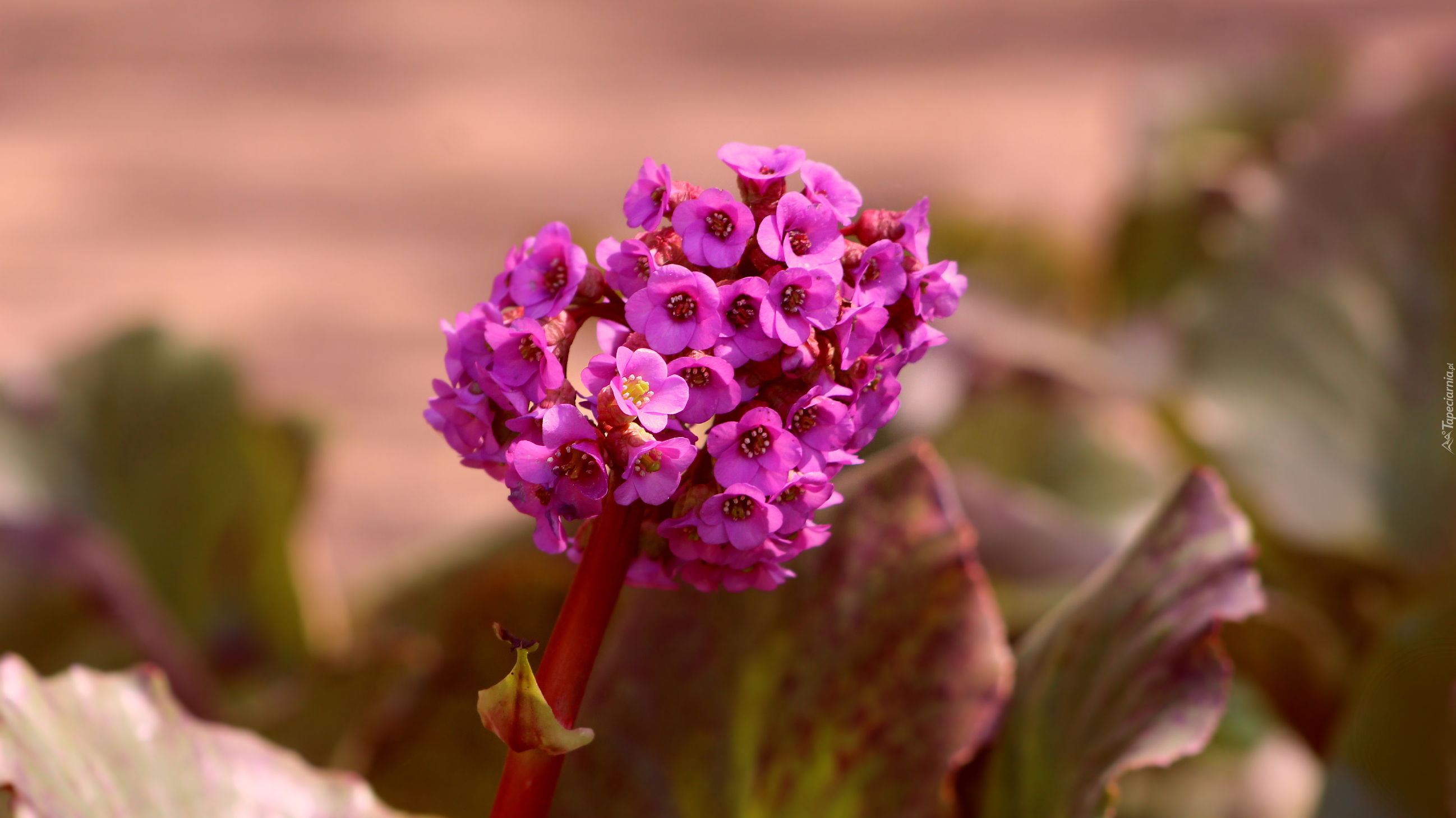 Fioletowe, Drobne, Kwiaty, Bergenia, Zbliżenie