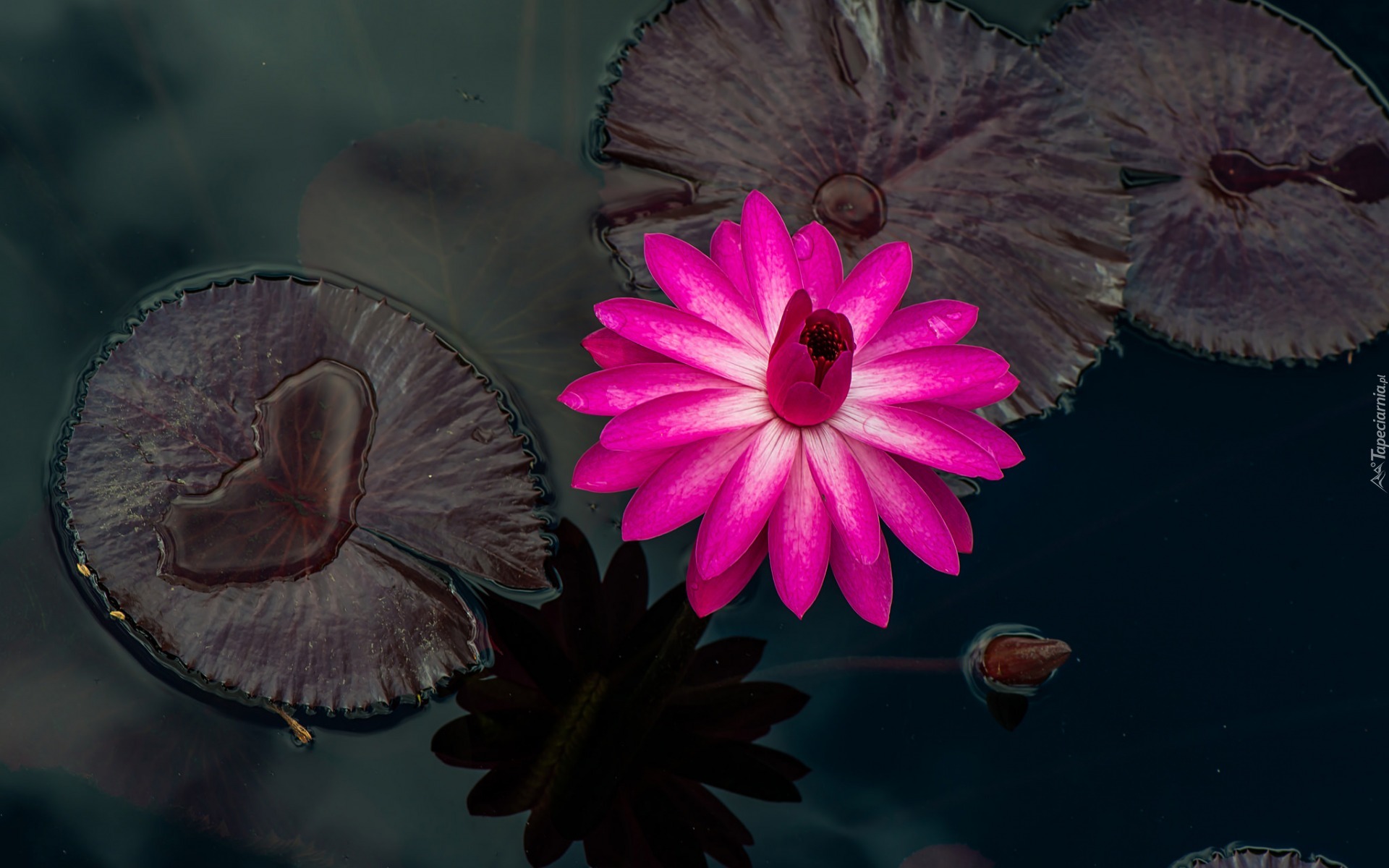 Kwiat, Lilia wodna, Liście