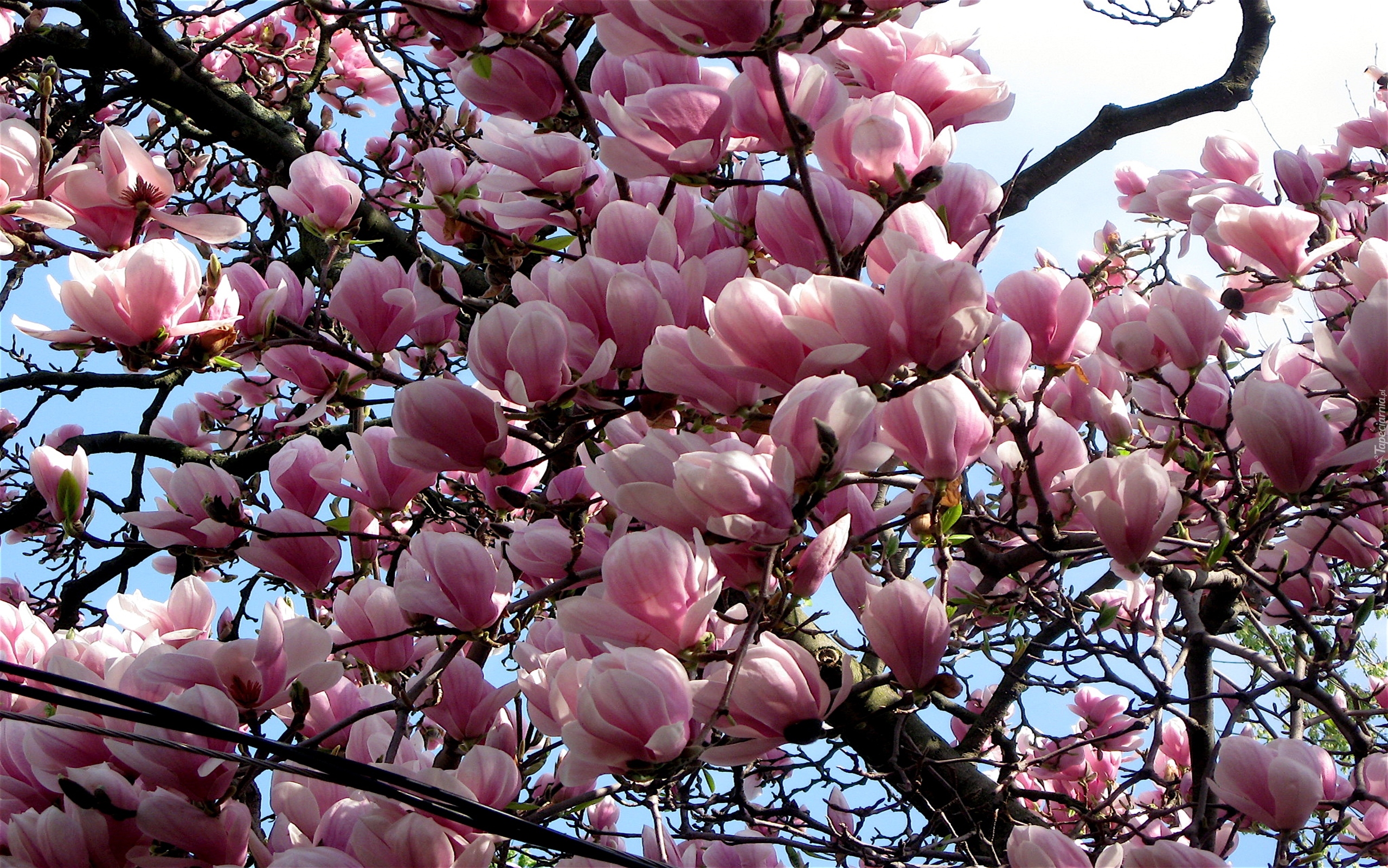 Kwitnący, Krzew, Magnolia, Kwiaty