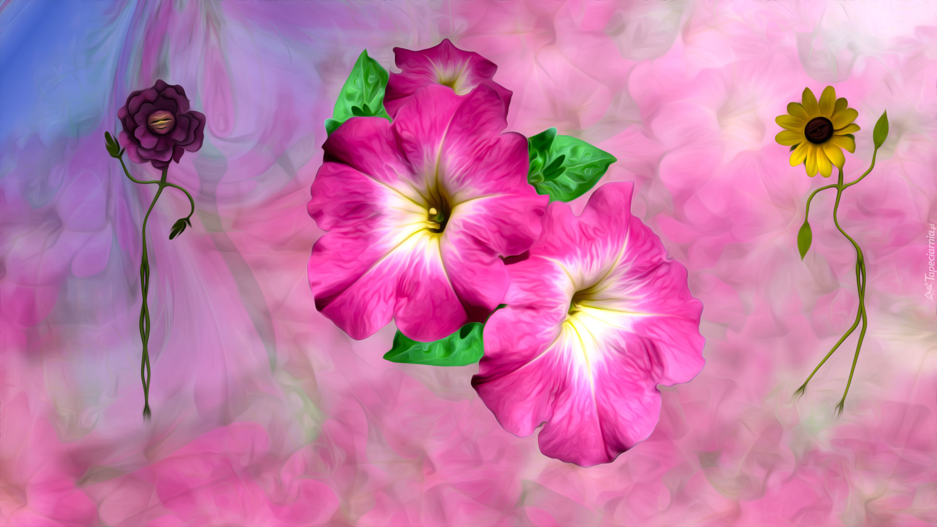 Petunia ogrodowa, Grafika, Kwiaty