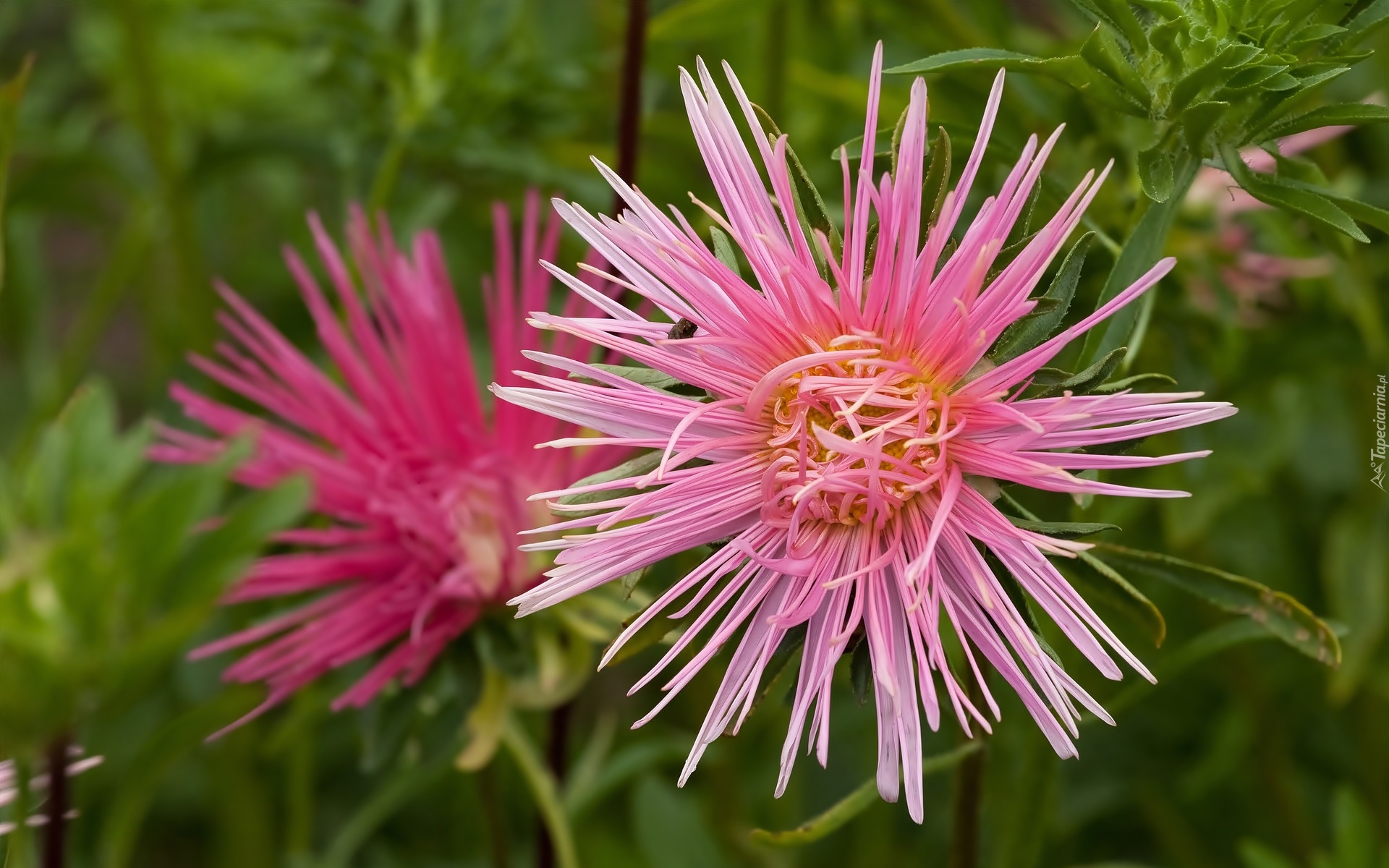 Aster, Kwiat, Różowy