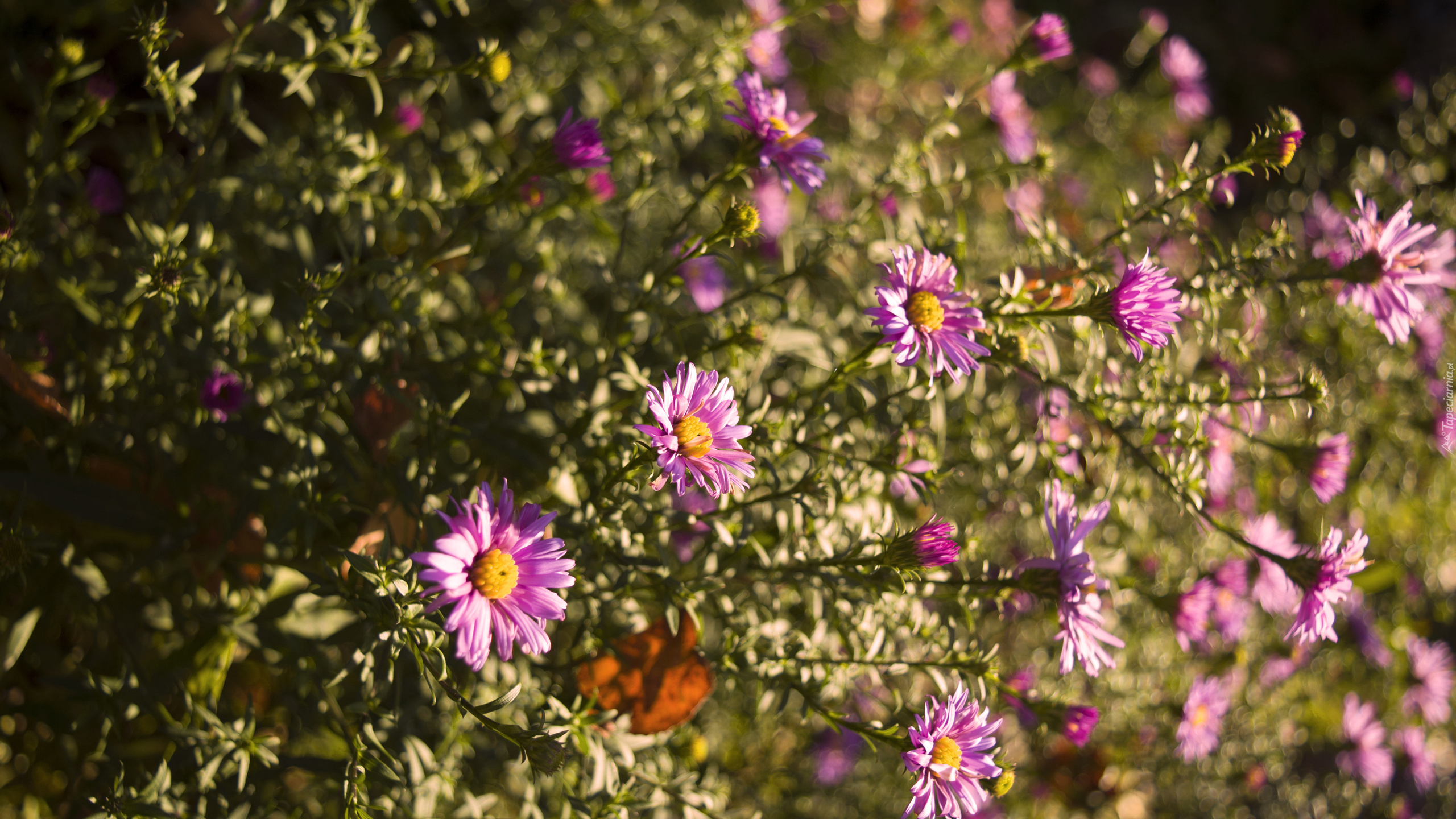 Różowe, Astry, Marcinki, Bokeh