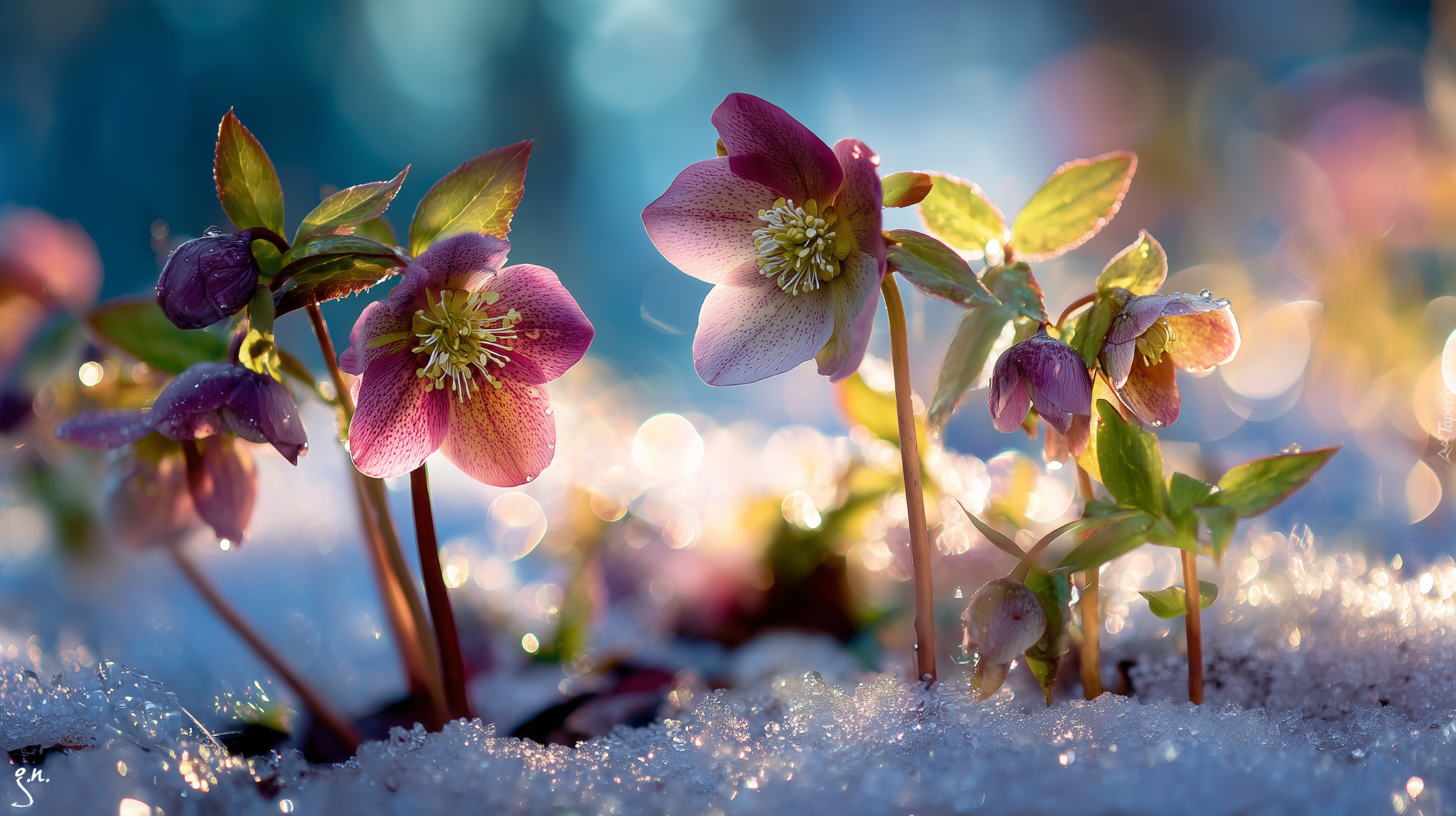 Różowe, Ciemierniki, Śnieg, Grafika AI