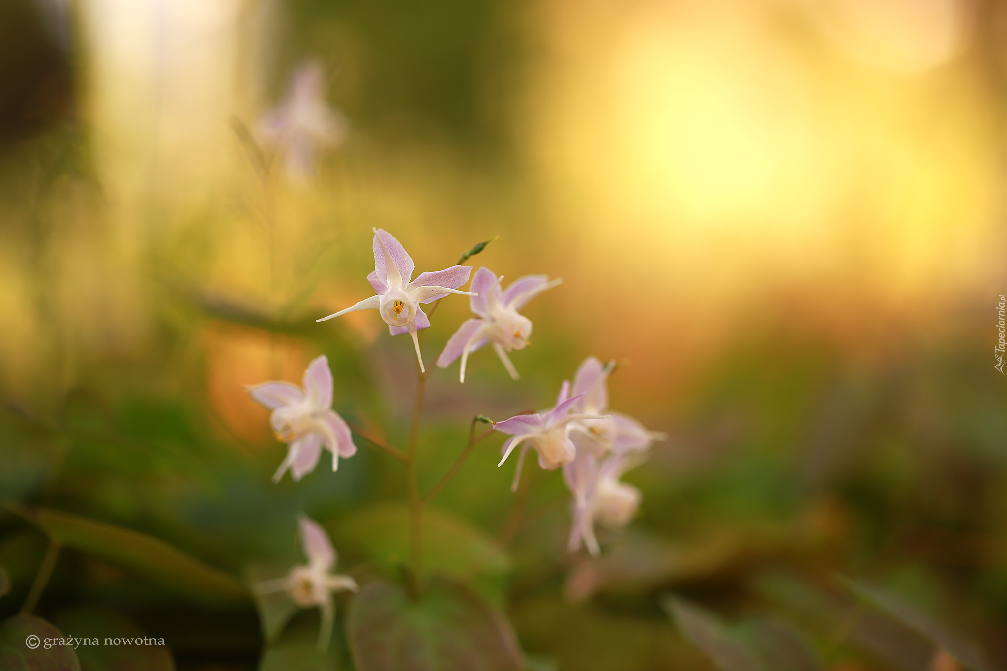 Różowe, Epimedium, Kwiaty