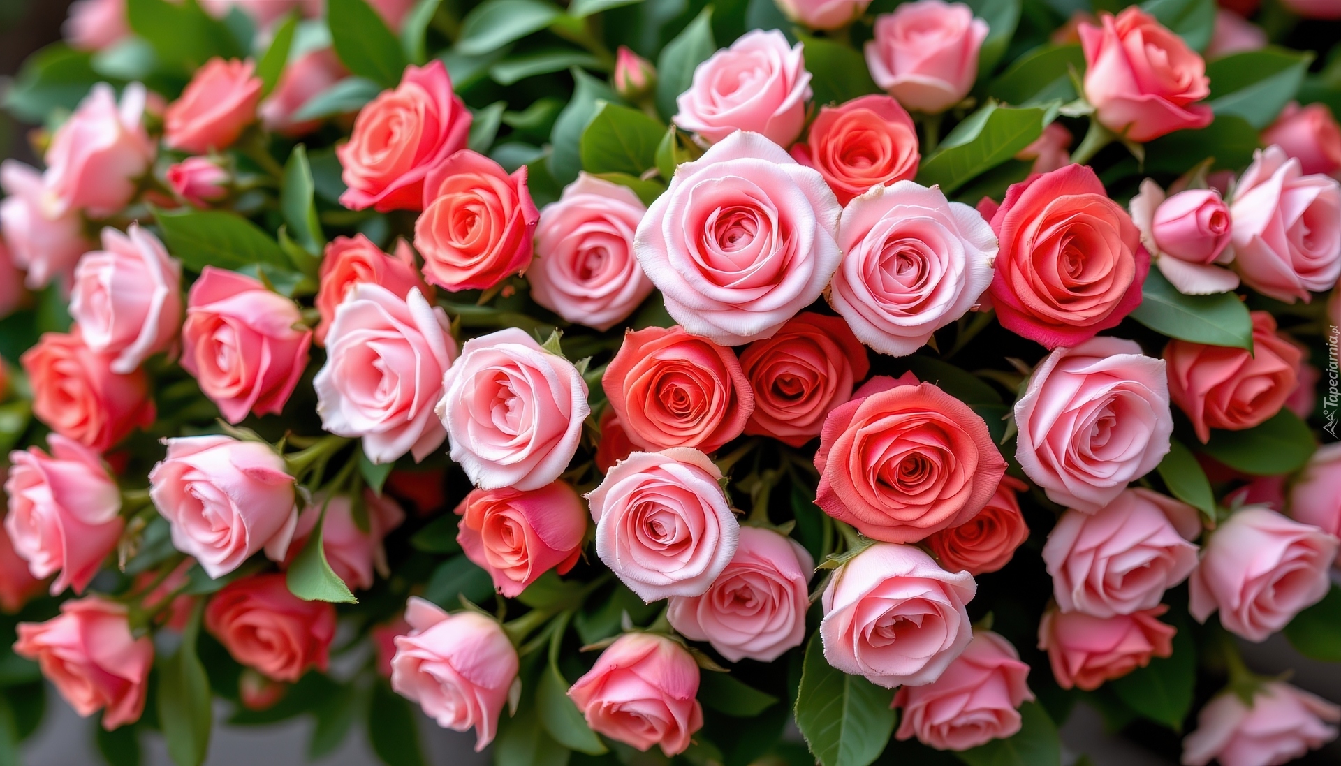 Kwiaty, Różowe, Czerwone, Róże, Listki