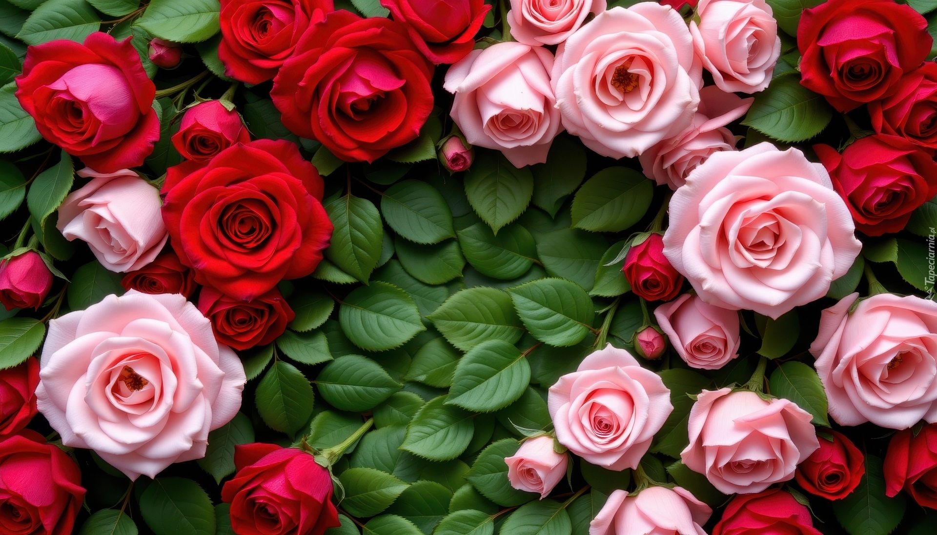 Kwiaty, Różowe, Czerwone, Róże, Zielone, Listki