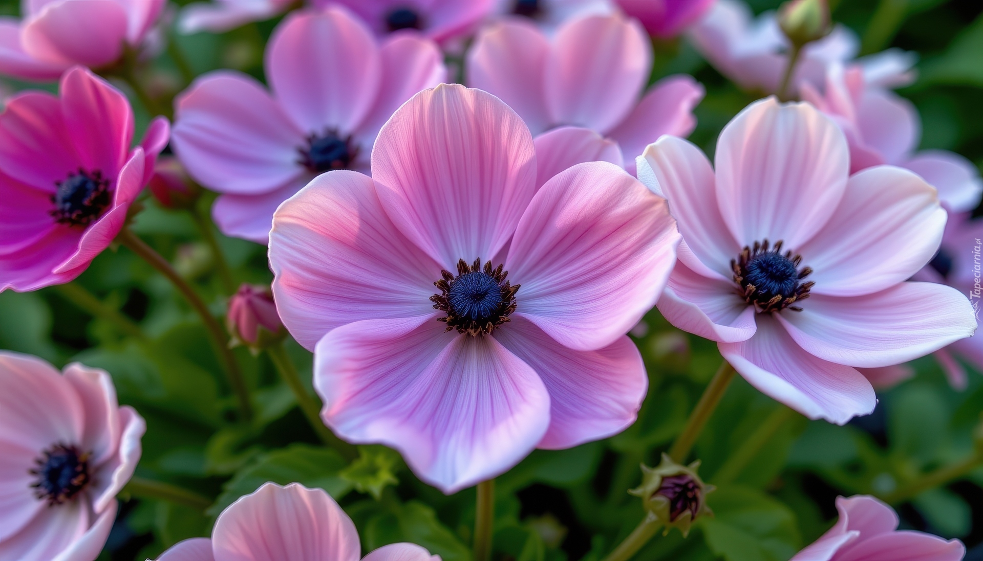 Zawilce, Fioletowe, Różowe, Kwiaty, Zbliżenie