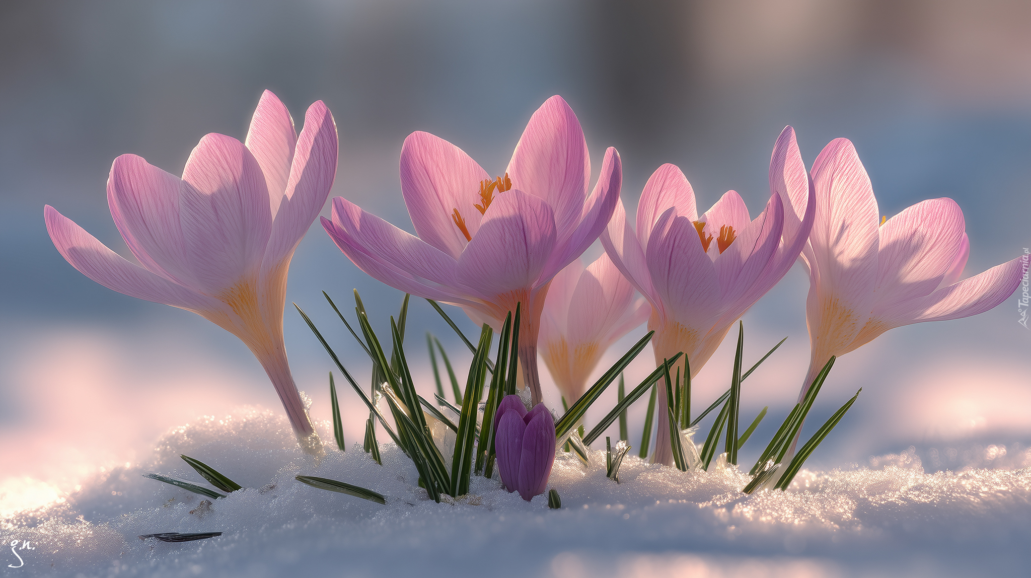 Rozwinięte, Różowe, Krokusy, Śnieg, Grafika AI
