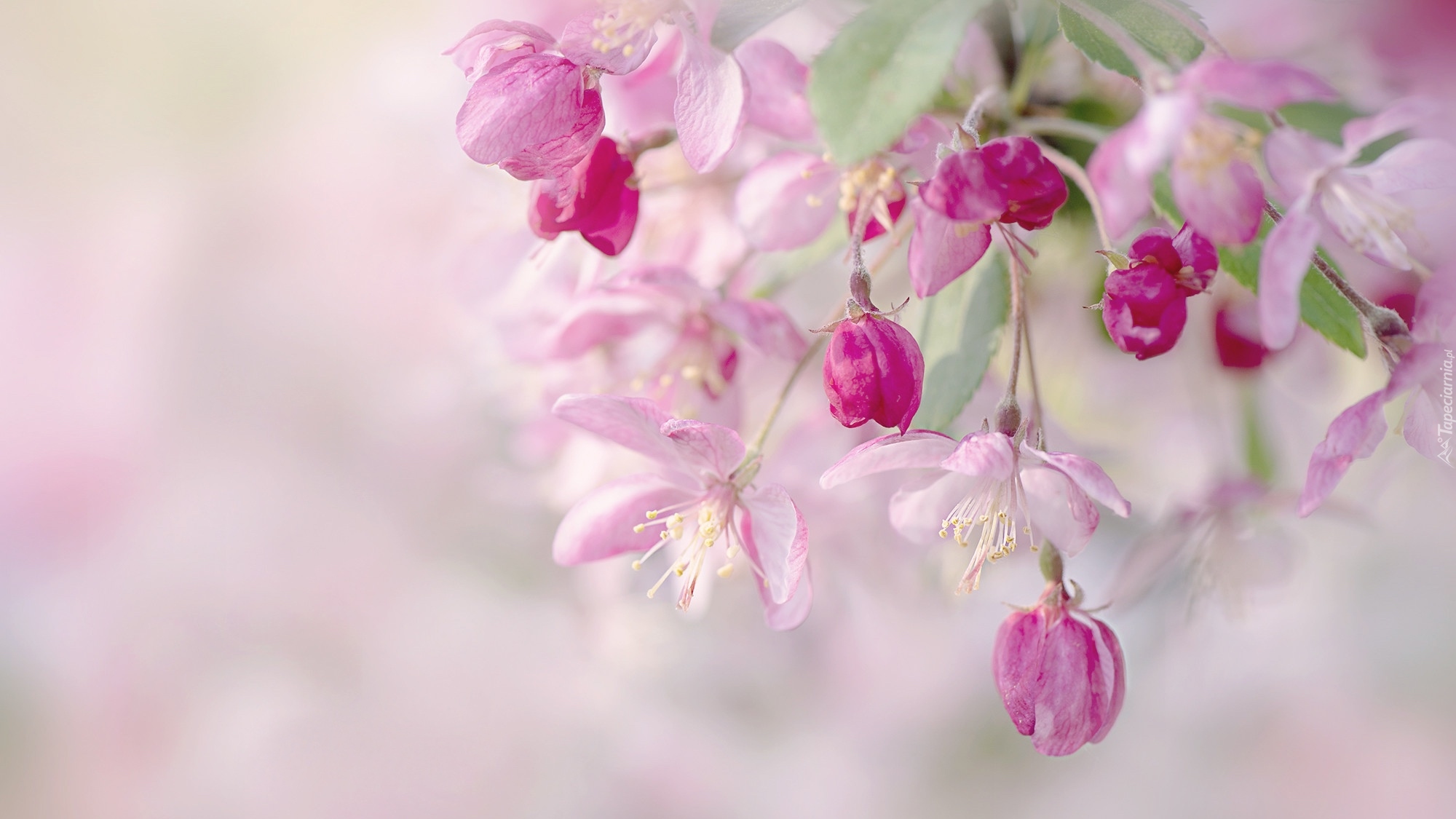 Crab apple blossom. Нежные фото - фотограф Jacky Parker.