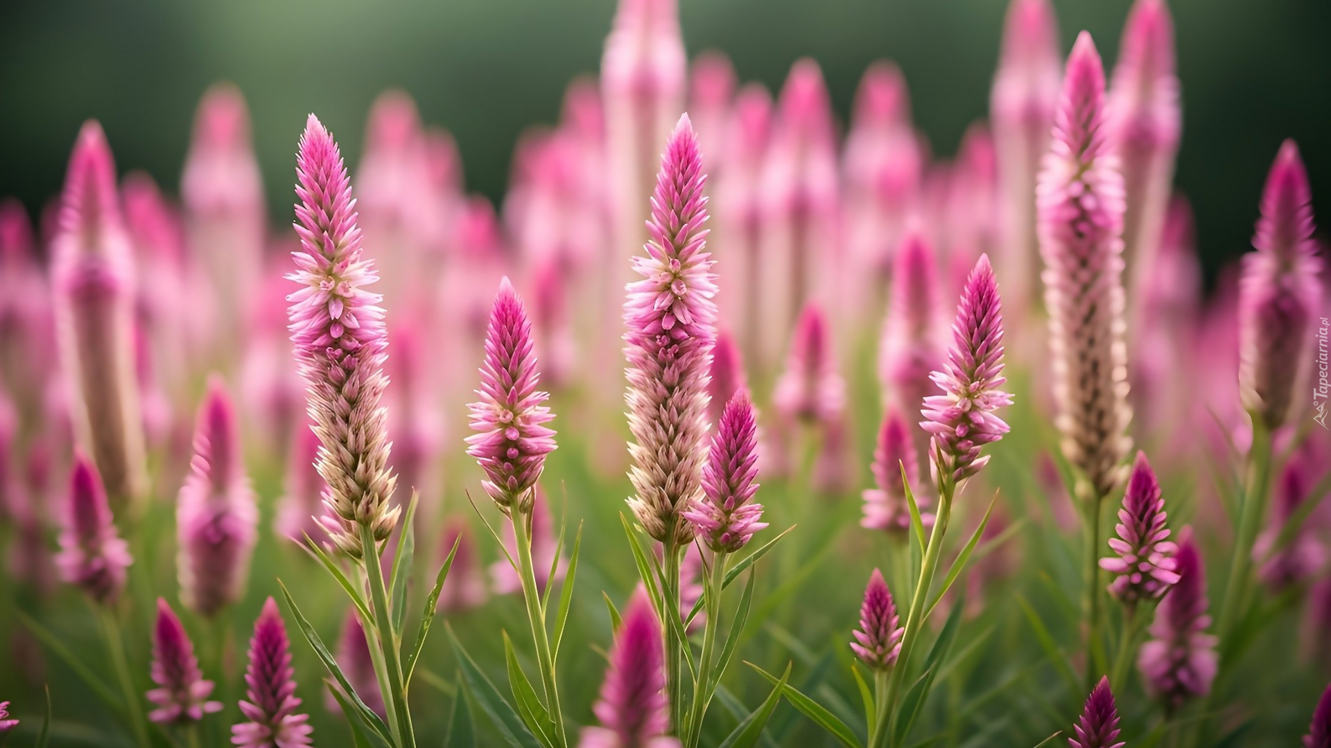 Różowe, Kwiaty, Celozja srebrzysta