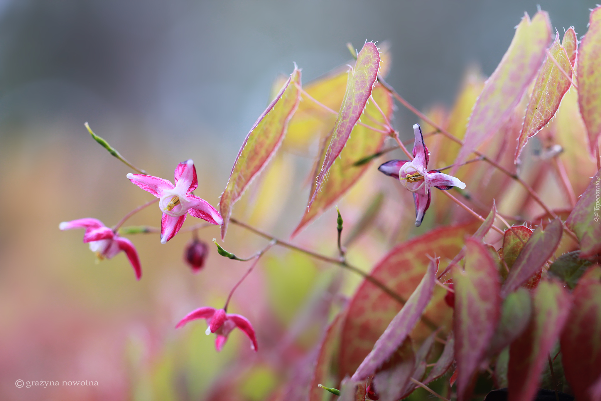 Epimedium, Różowe, Kwiaty