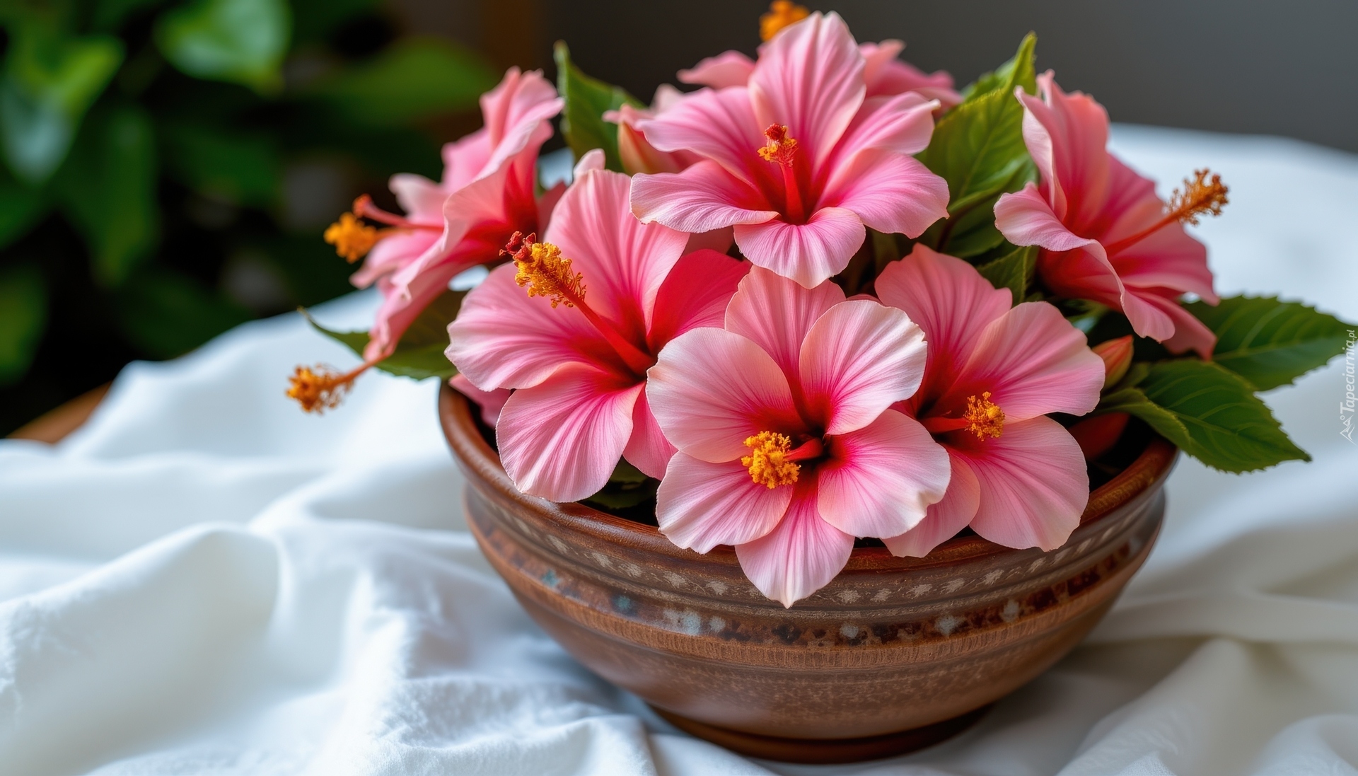 Różowe, Kwiaty, Hibiskus