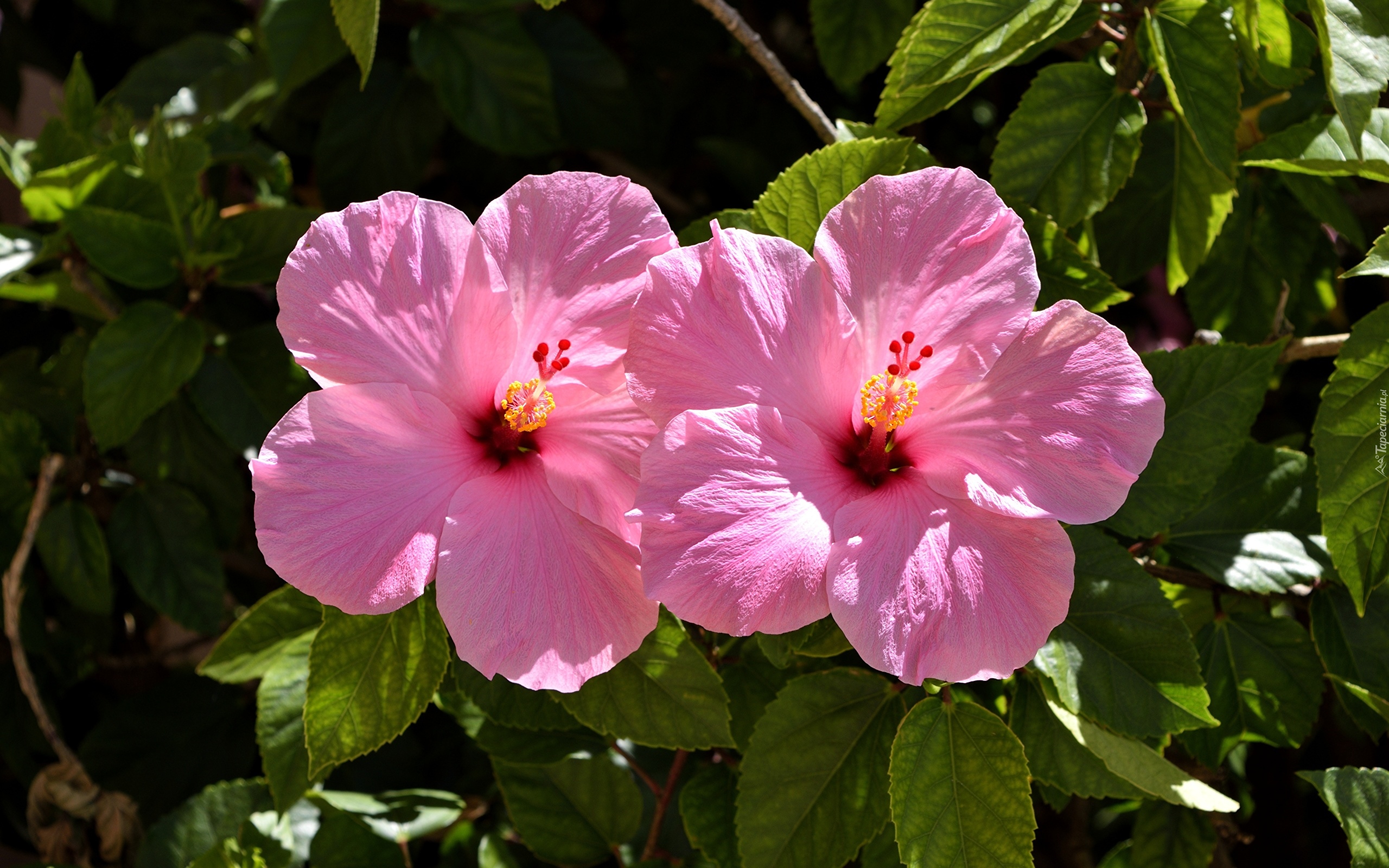 Różowe, Hibiskusy