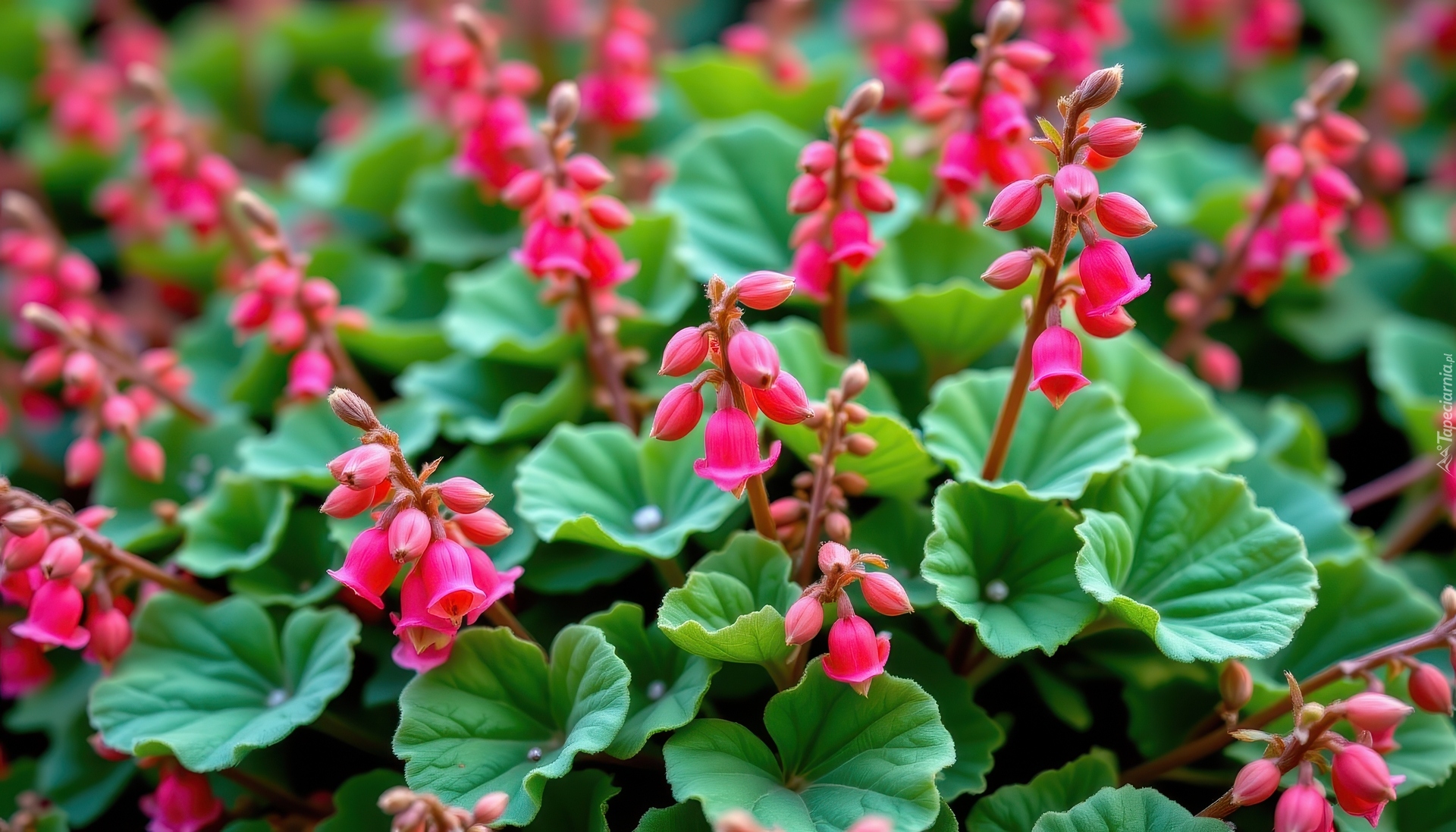 Różowe, Kwiaty, Okrągłe, Listki